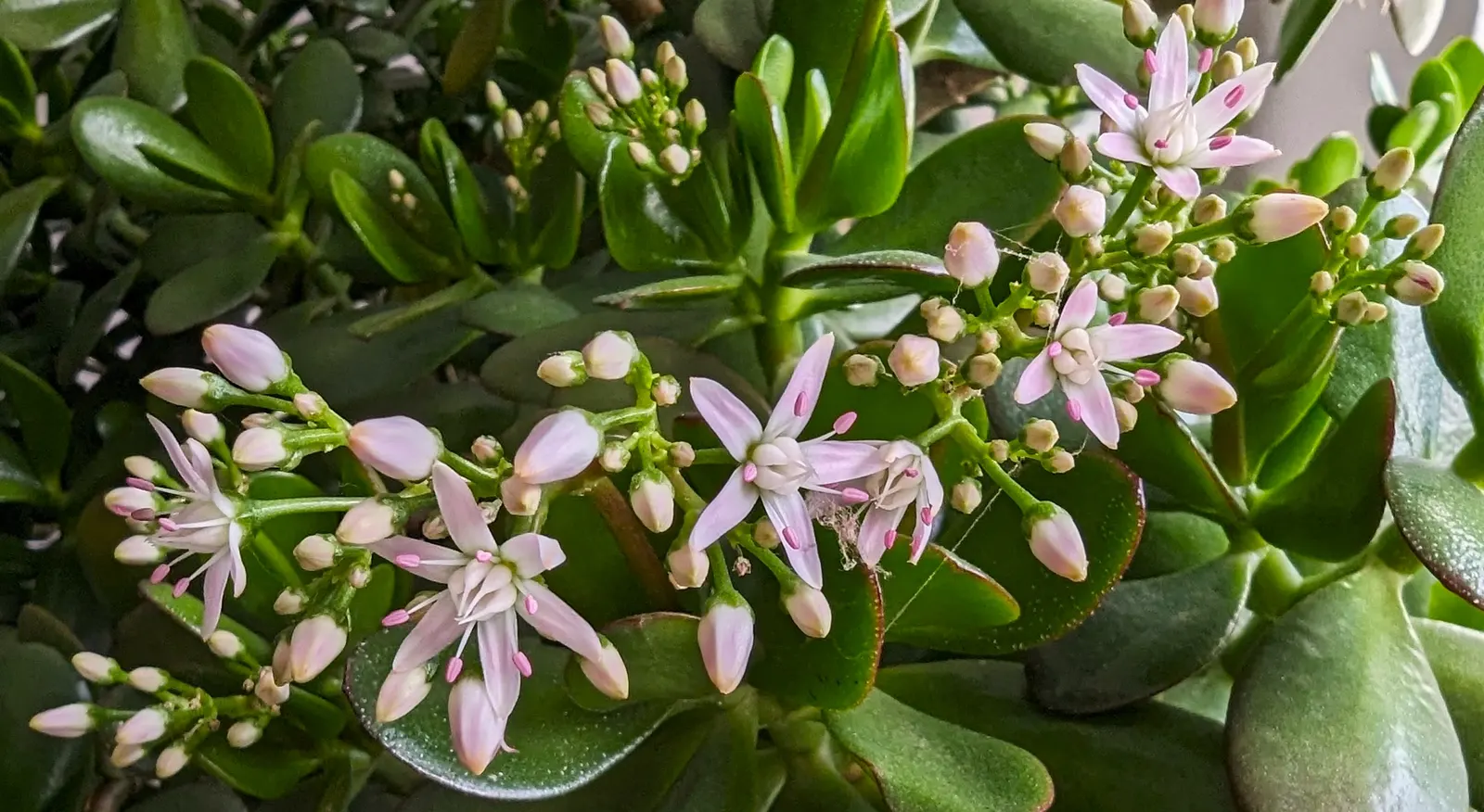 Jade Plant (Crassula Ovata) — pink flowers in the garden; and is renowned for its easy care and lush, image 76
