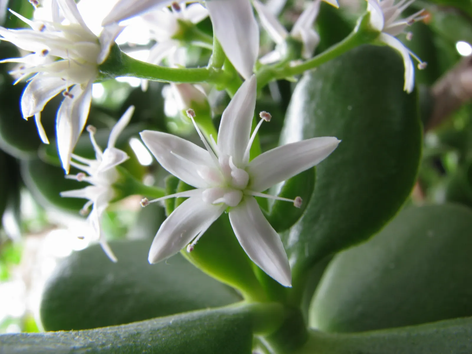 Jade Plant (Crassula Ovata) — In colder climates, it should be grown indoors or in a sheltered location to protect it from frost; making the plant, image 151