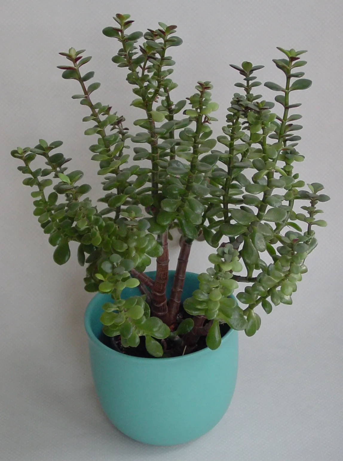 Jade Plant (Crassula Ovata) — pink flowers in the garden; and is renowned for its easy care and lush