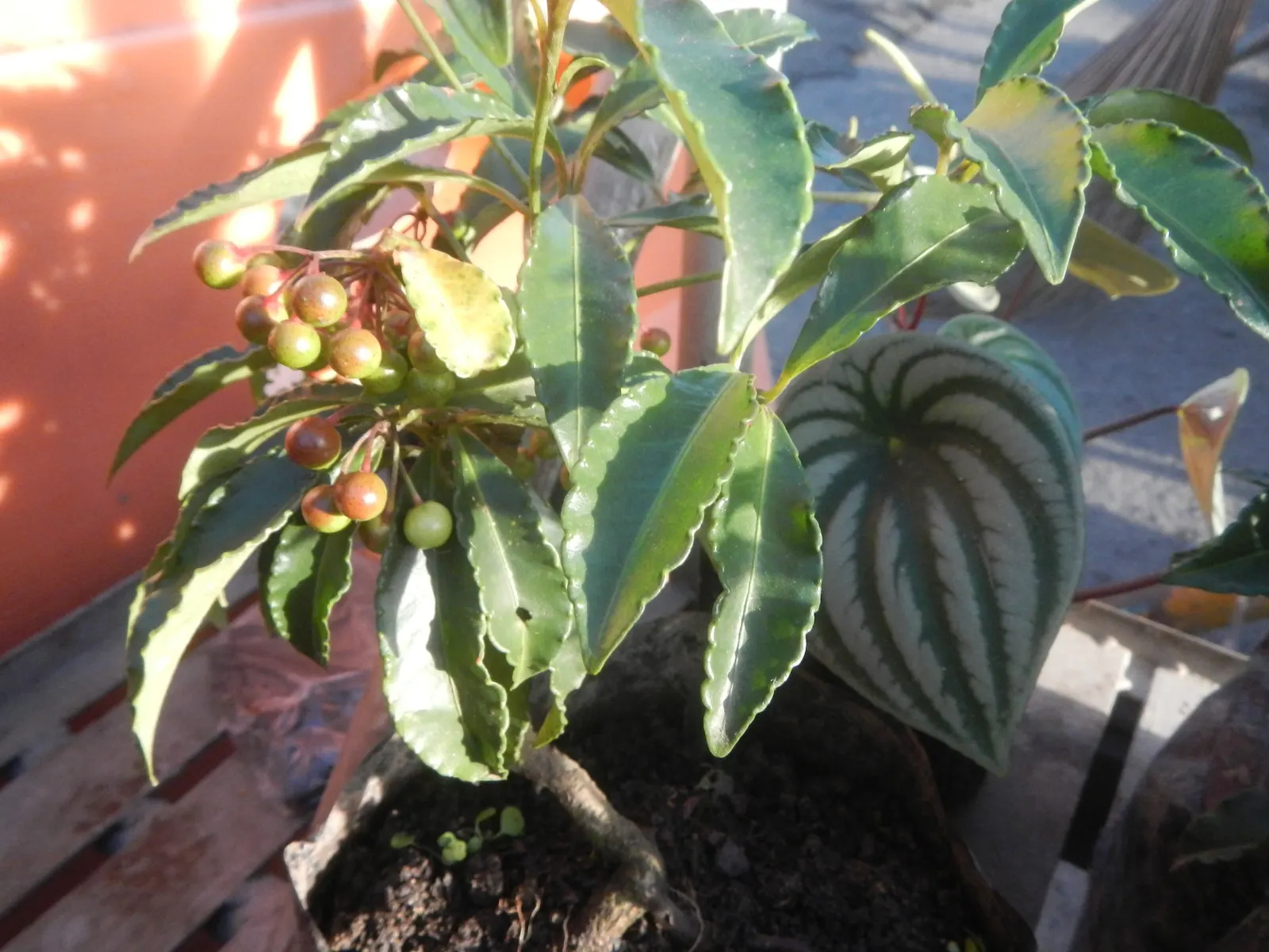 Jade Plant (Crassula Ovata) — The leaves are a rich jade green with a characteristic fleshy texture; this hardy perennial thrives in full sun to, image 142