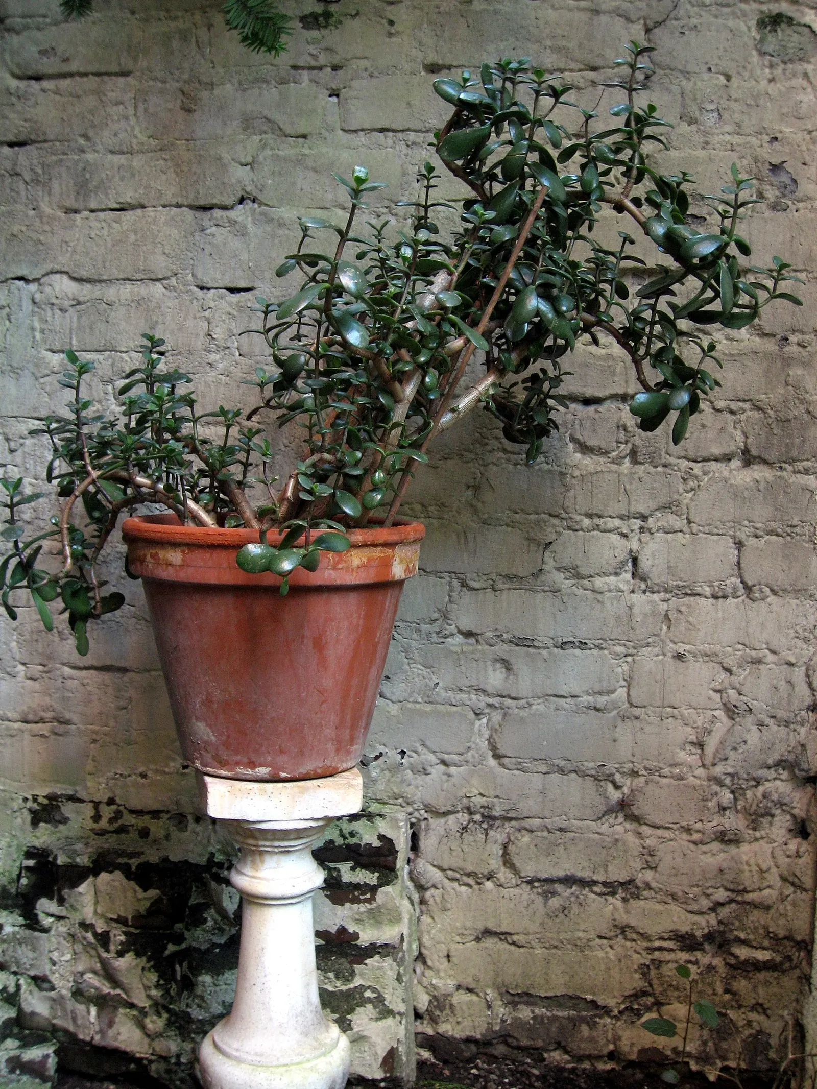 Jade Plant (Crassula Ovata) — scientifically known as Crassula ovata; <br><br>USDA hardiness zones for the Jade Plant are 10 to 11, image 111