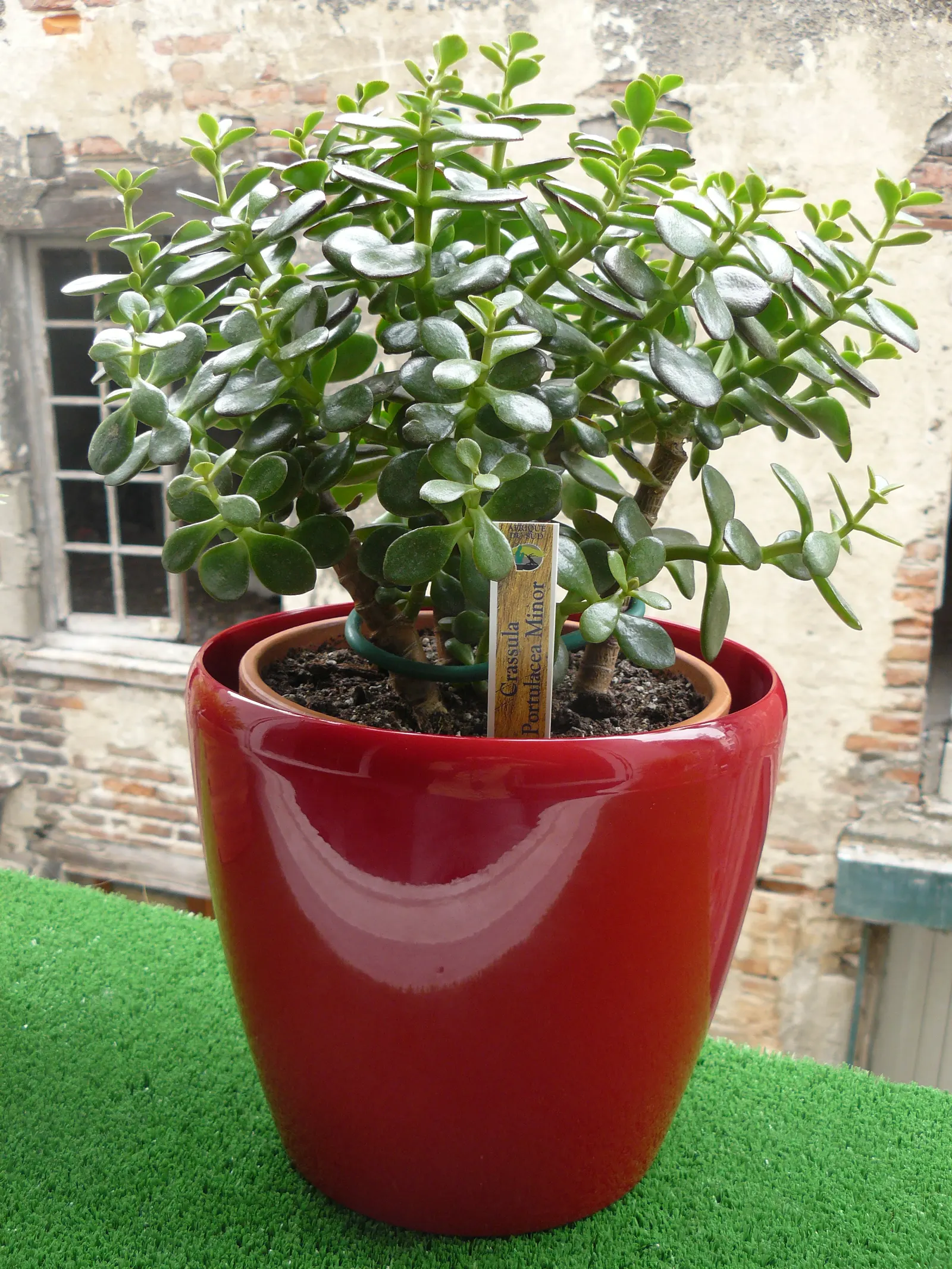 Jade Plant (Crassula Ovata) — Ideal for USDA zones 9-11; which allows them to retain water, image 162