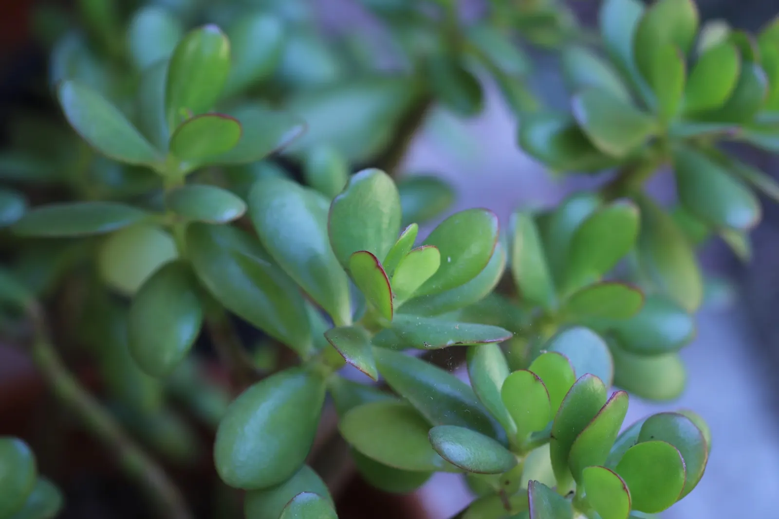 Jade Plant (Crassula Ovata) — a mature Jade Plant reaches a height of 2 to 5 feet and spreads 1 to 3 feet; the leaves are a rich jade green with a, image 121