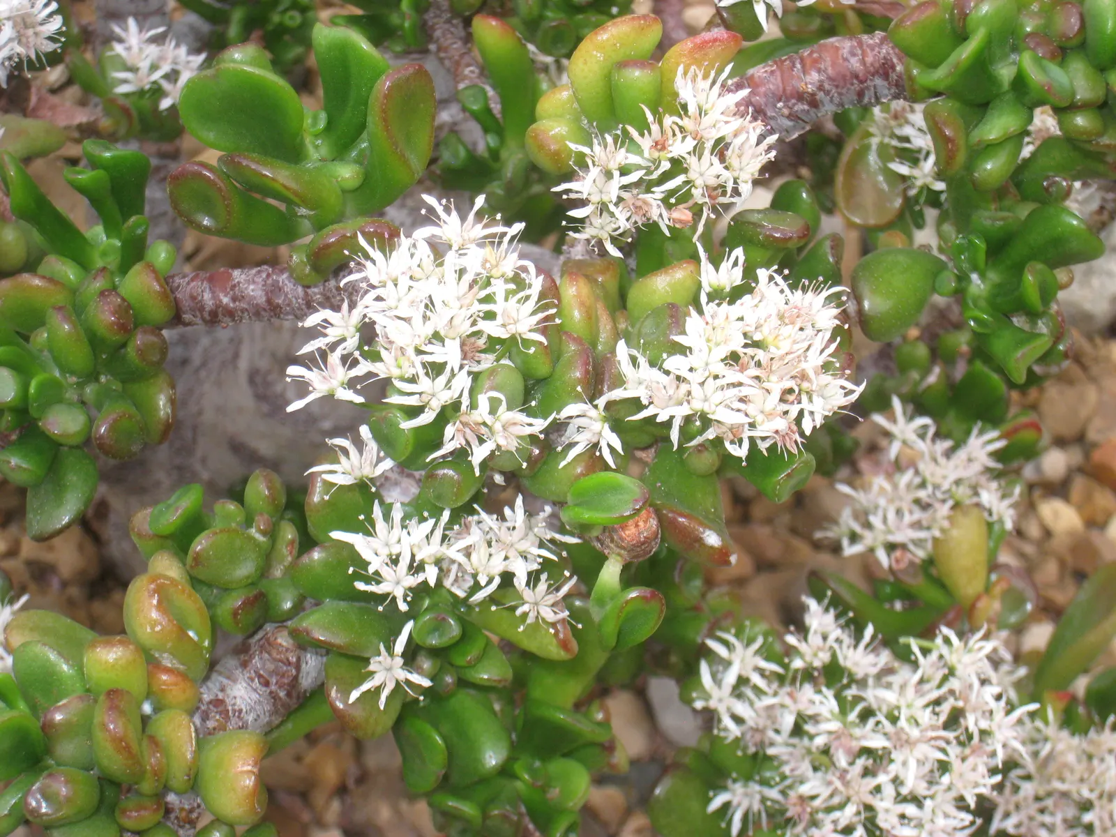 Jade Plant (Crassula Ovata) — Typically growing between 2-4 feet tall, it's an excellent choice for low-maintenance, water-wise landscapes; shrub /, image 134