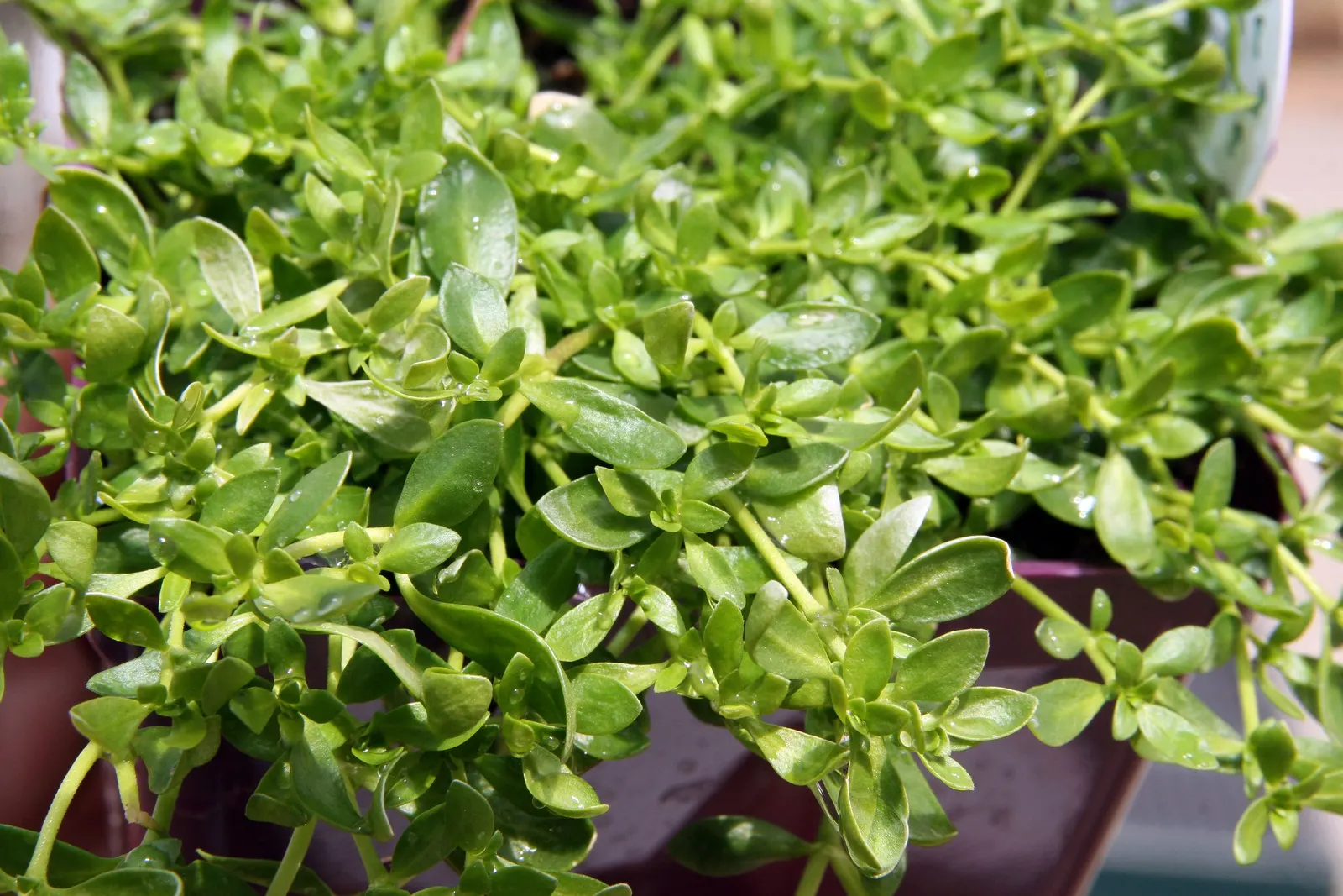 Green Carpet (Herniaria Glabra) — reaching heights of 2-3 inches; low-growing perennial ground cover, image 59