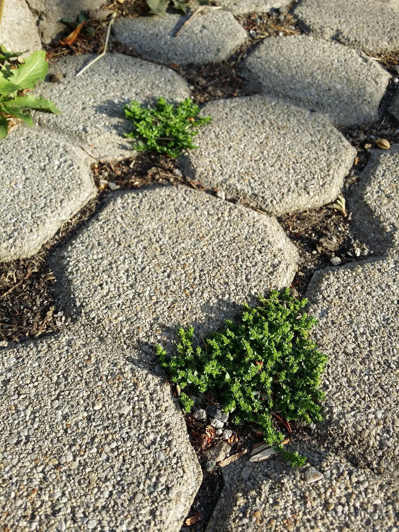 Green Carpet (Herniaria Glabra) — Thriving in full sun to part shade; this drought-resistant plant prefers well-drained soils and is hardy in USDA, image 102