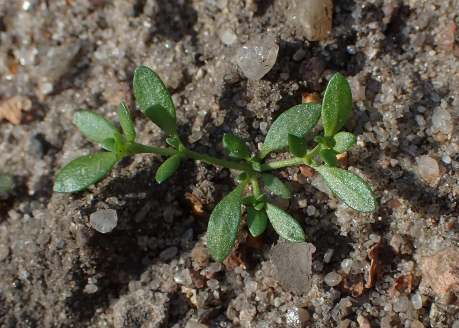 Green Carpet (Herniaria Glabra) — ground cover / perennial for full or half; tolerant to heavy foot traffic, it's ideal for walkways or garden, image 64