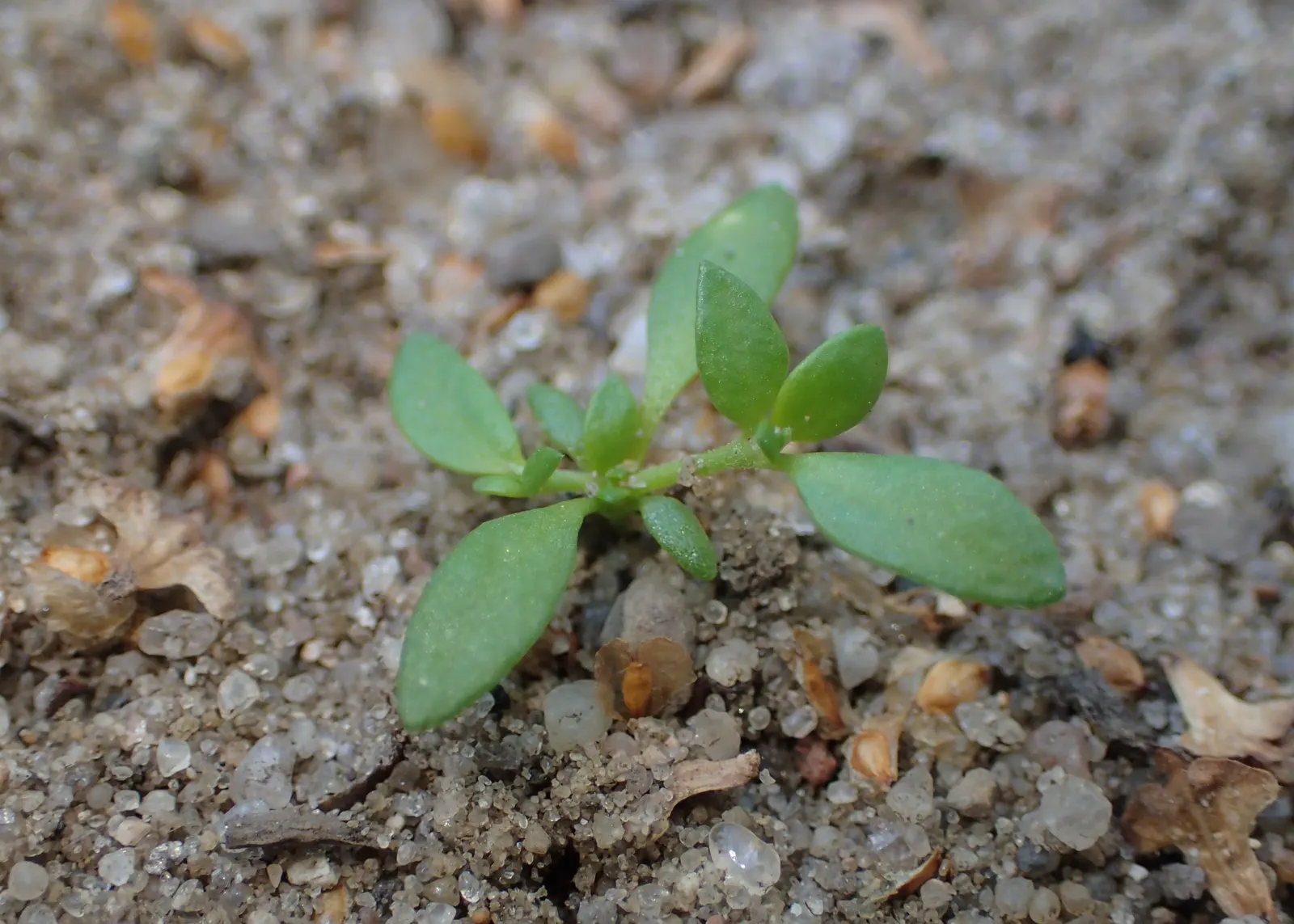 Green Carpet (Herniaria Glabra) — Green Carpet (Herniaria glabra) is a robust; green leaves that create a smooth lawn-like appearance, image 49