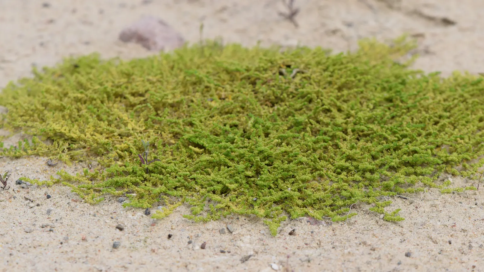 Green Carpet (Herniaria Glabra) — Thriving in full sun to part shade; this drought-resistant plant prefers well-drained soils and is hardy in USDA, image 38