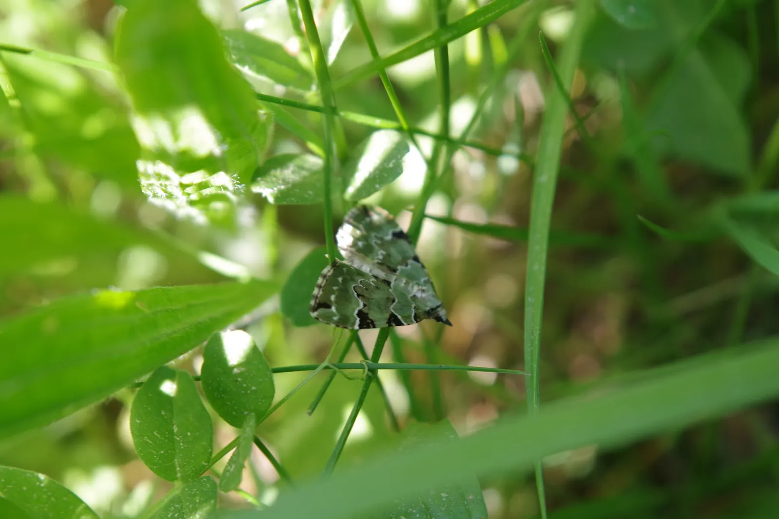 Green Carpet (Herniaria Glabra) — this drought-resistant plant prefers well-drained soils and is hardy in USDA zones 6-9; thriving in full sun to, image 79
