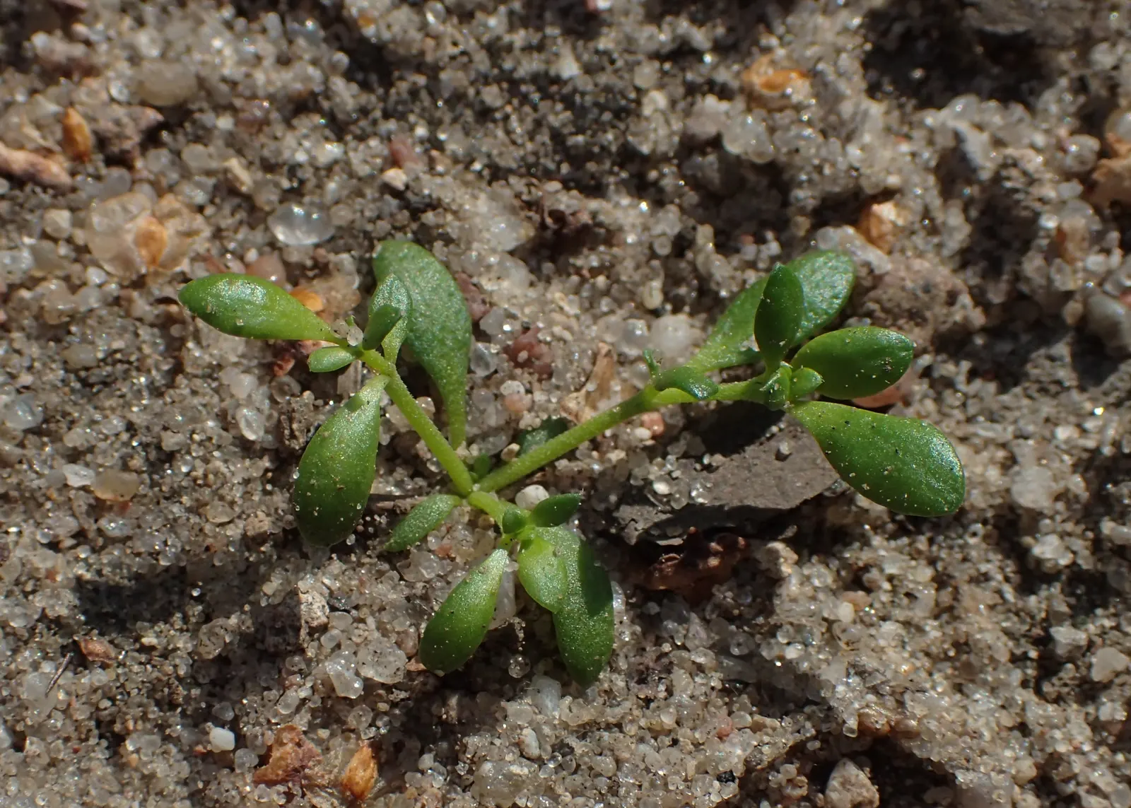 Green Carpet (Herniaria Glabra) — green leaves that create a smooth lawn-like appearance; green Carpet (Herniaria glabra) is a robust, image 60