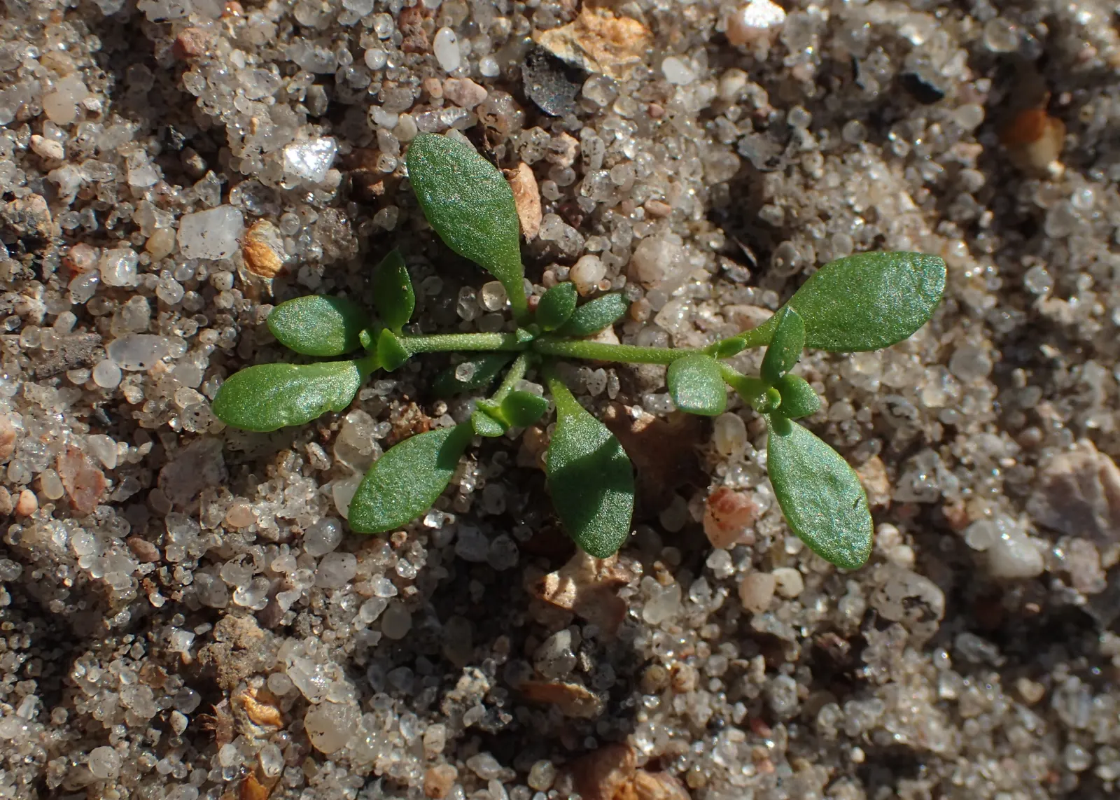 Green Carpet (Herniaria Glabra) — Thriving in full sun to part shade; this drought-resistant plant prefers well-drained soils and is hardy in USDA, image 62