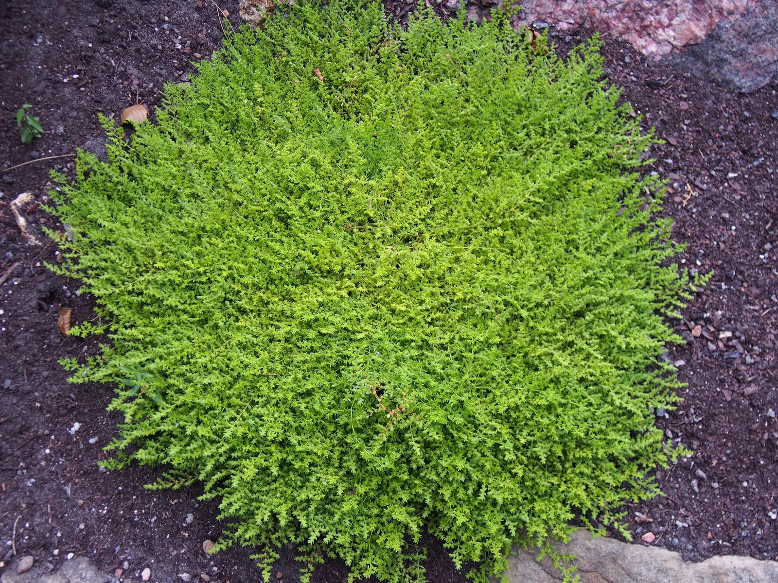 Green Carpet (Herniaria Glabra) — Tolerant to heavy foot traffic, it's ideal for walkways or garden borders; ground cover / perennial for full or, image 45