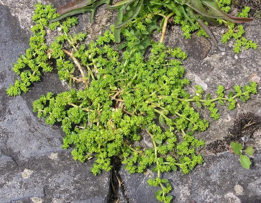 Green Carpet (Herniaria Glabra) — Tolerant to heavy foot traffic, it's ideal for walkways or garden borders; ground cover / perennial for full or, image 37