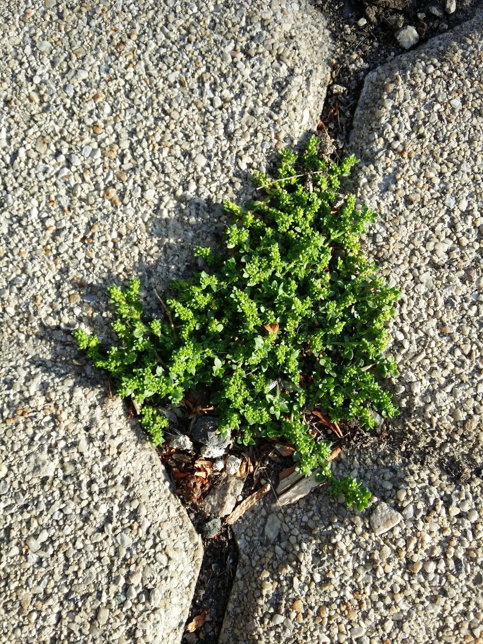 Green Carpet (Herniaria Glabra) — low-growing perennial ground cover; reaching heights of 2-3 inches, image 98
