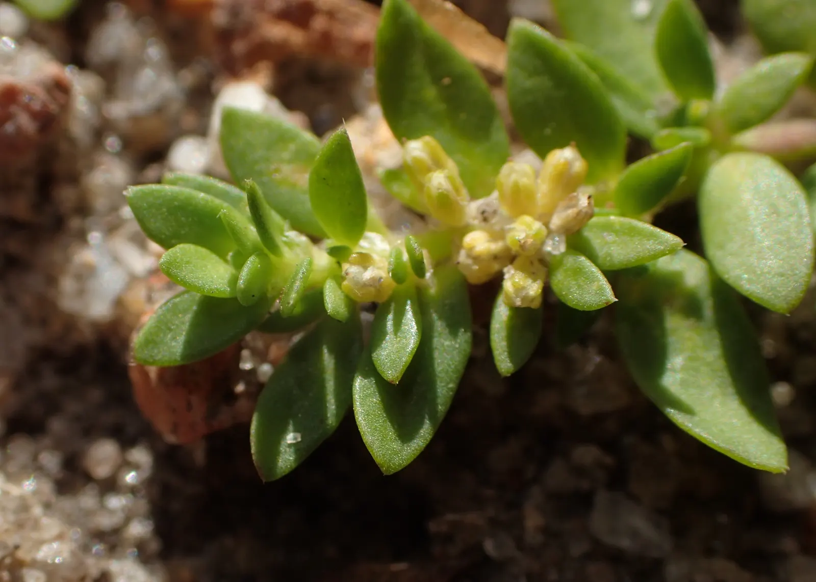 Green Carpet (Herniaria Glabra) — ground cover / perennial for full or half; tolerant to heavy foot traffic, it's ideal for walkways or garden, image 96