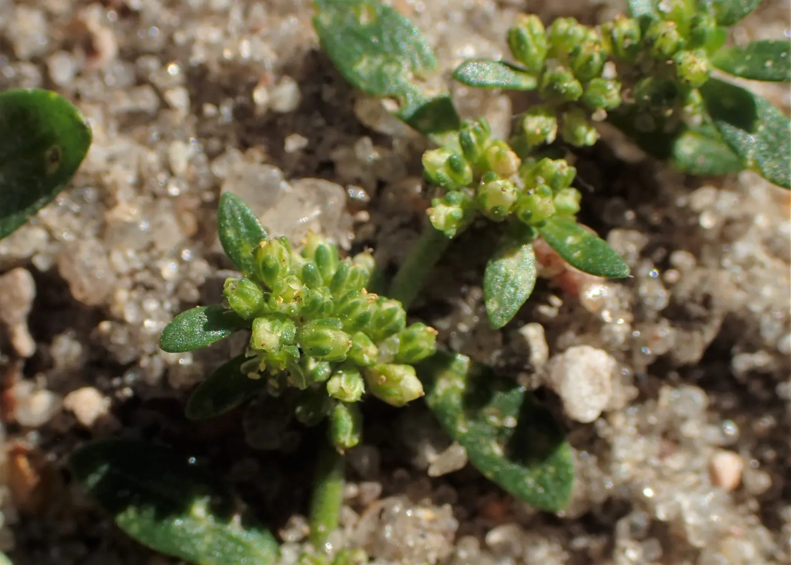 Green Carpet (Herniaria Glabra) — Thriving in full sun to part shade; this drought-resistant plant prefers well-drained soils and is hardy in USDA, image 70
