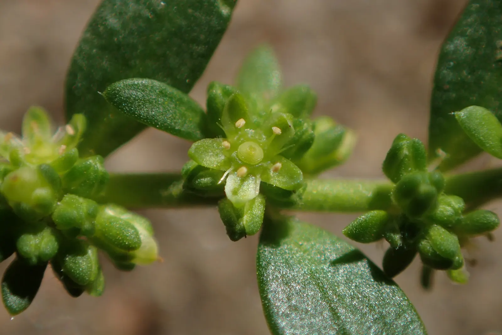 Green Carpet (Herniaria Glabra) — low-growing perennial ground cover; reaching heights of 2-3 inches, image 74