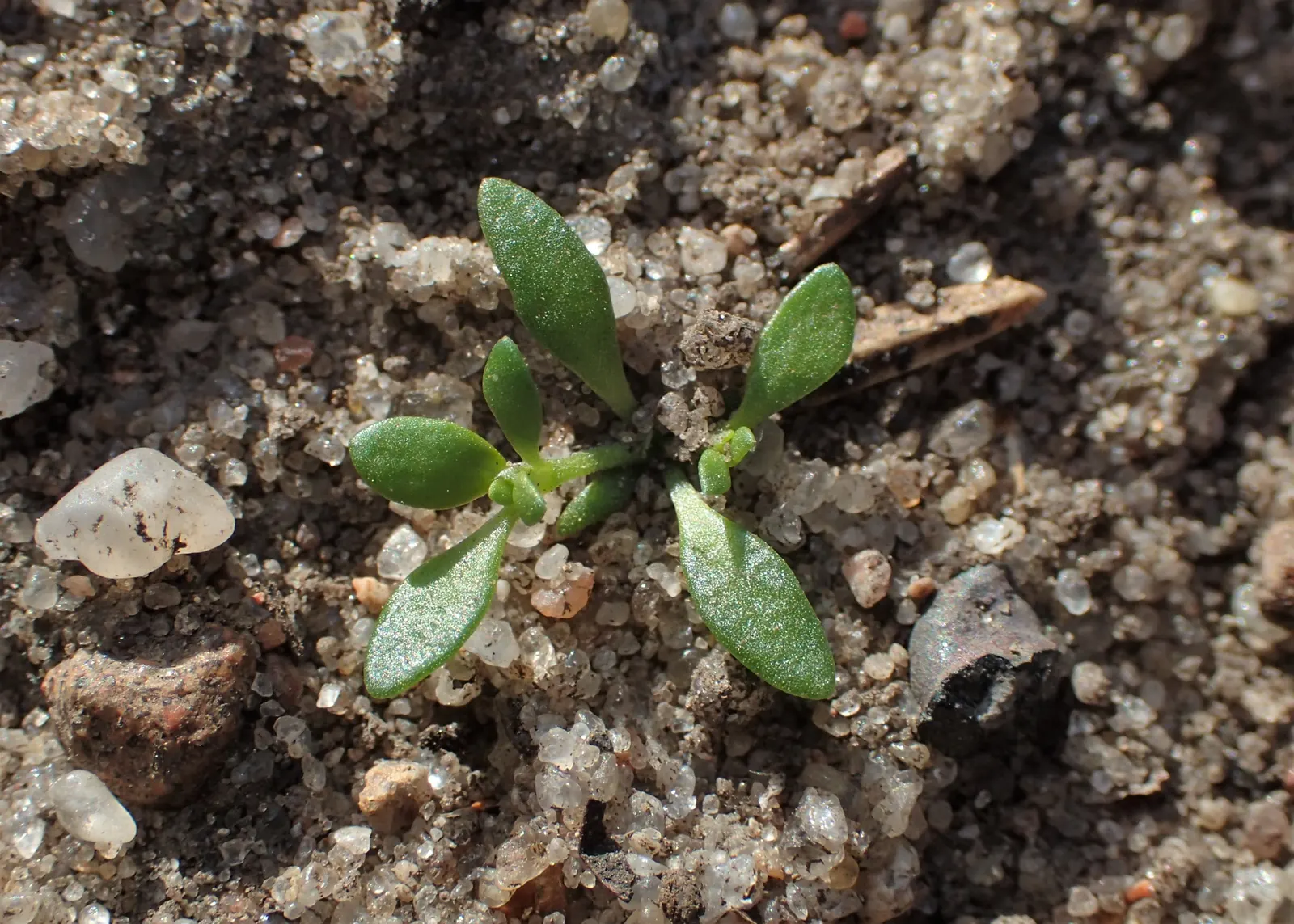 Green Carpet (Herniaria Glabra) — Thriving in full sun to part shade; this drought-resistant plant prefers well-drained soils and is hardy in USDA, image 54