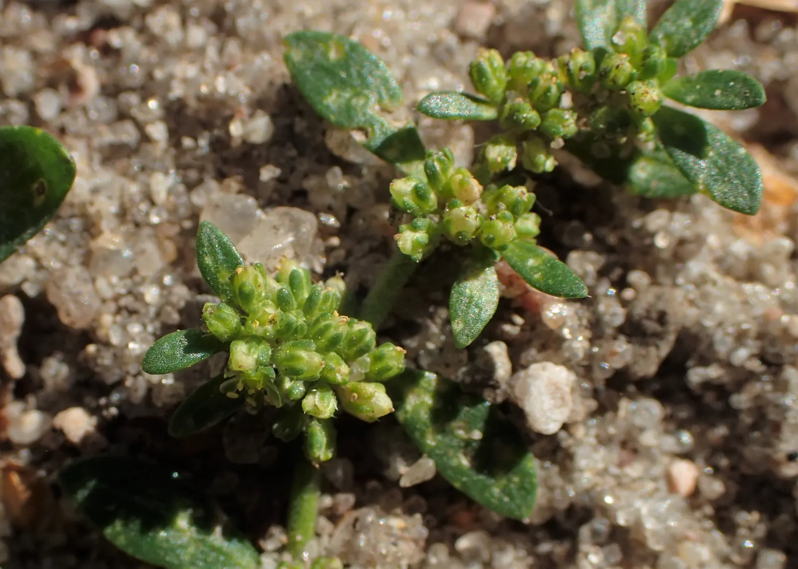 Green Carpet (Herniaria Glabra) — this drought-resistant plant prefers well-drained soils and is hardy in USDA zones 6-9; thriving in full sun to, image 95