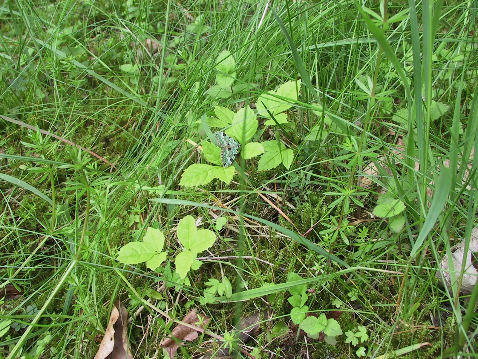 Green Carpet (Herniaria Glabra) — Thriving in full sun to part shade; this drought-resistant plant prefers well-drained soils and is hardy in USDA, image 78