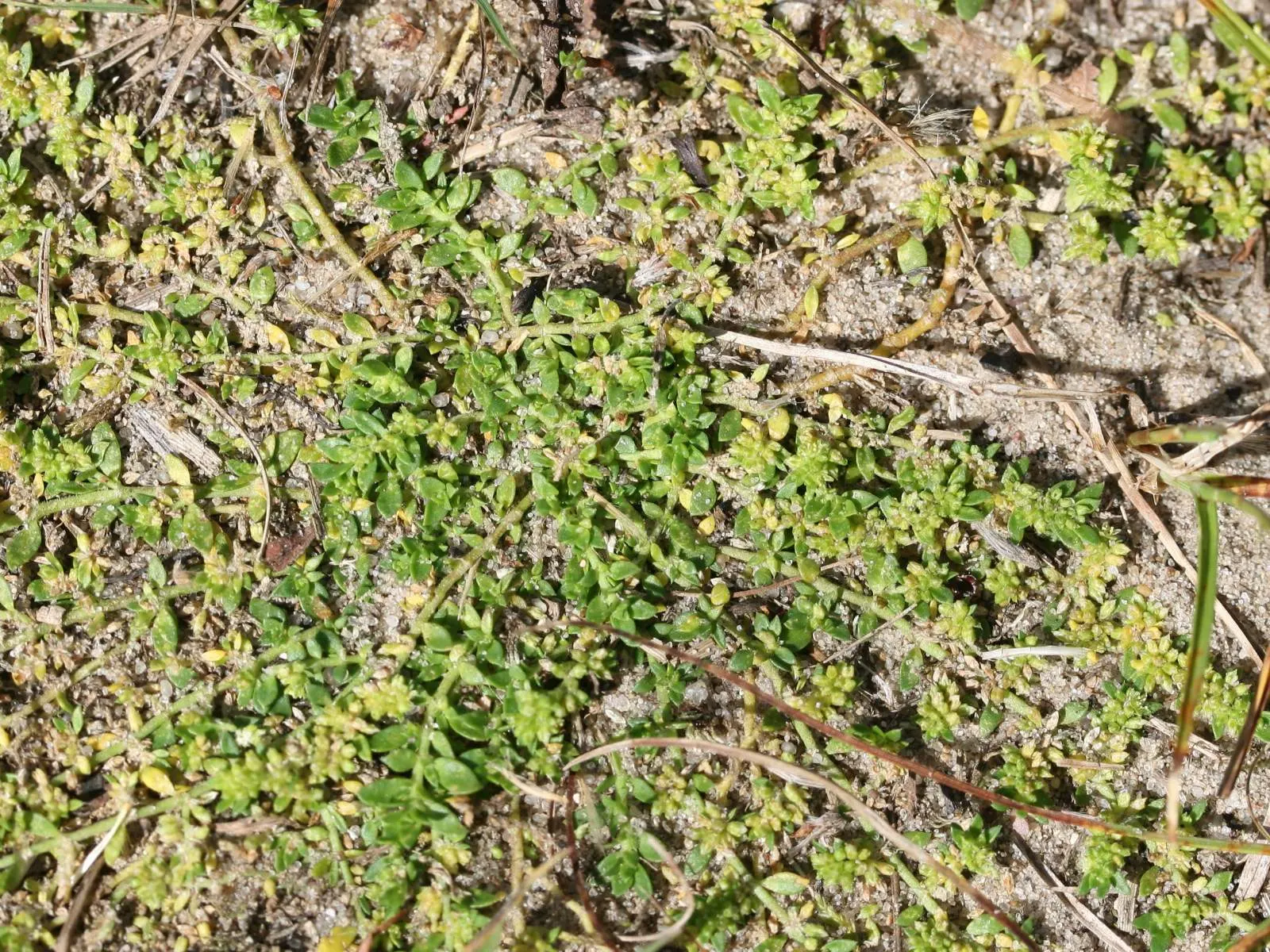 Green Carpet (Herniaria Glabra) — Green Carpet (Herniaria glabra) is a robust; green leaves that create a smooth lawn-like appearance, image 65