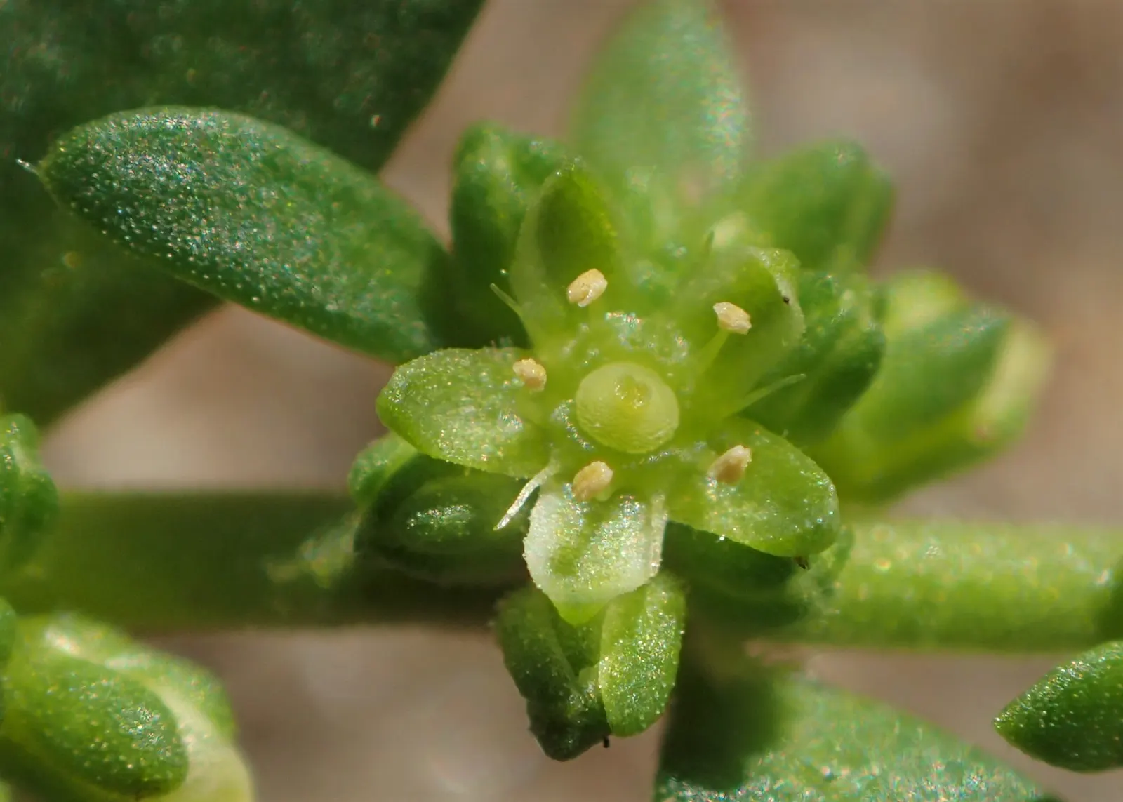 Green Carpet (Herniaria Glabra) — green leaves that create a smooth lawn-like appearance; green Carpet (Herniaria glabra) is a robust, image 68