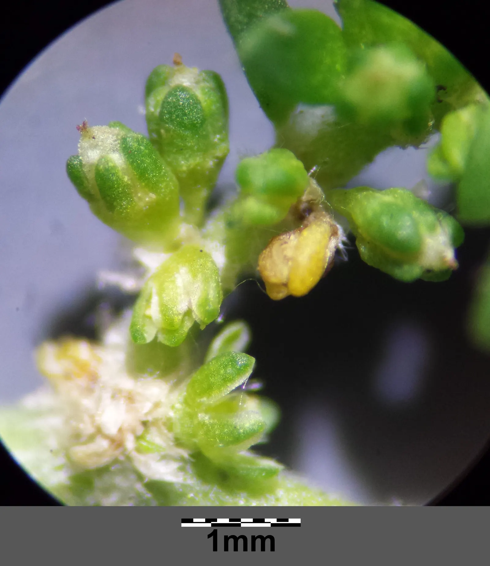 Green Carpet (Herniaria Glabra) — Green Carpet (Herniaria glabra) is a robust; green leaves that create a smooth lawn-like appearance, image 97