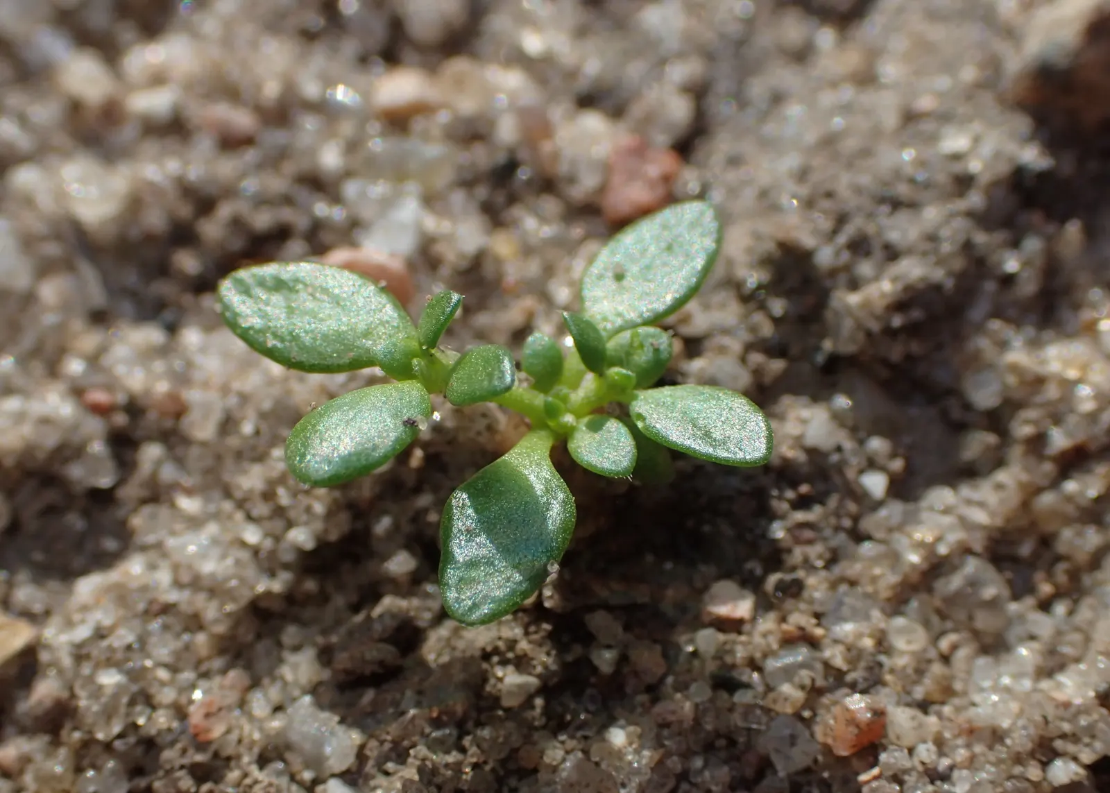 Green Carpet (Herniaria Glabra) — Tolerant to heavy foot traffic, it's ideal for walkways or garden borders; ground cover / perennial for full or, image 53