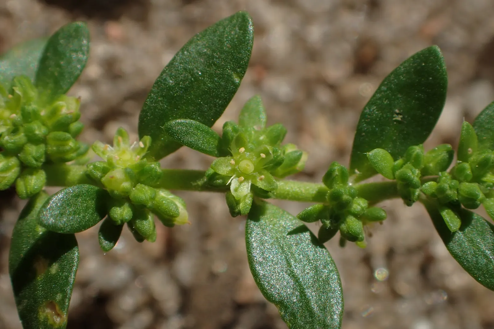 Green Carpet (Herniaria Glabra) — Green Carpet (Herniaria glabra) is a robust; green leaves that create a smooth lawn-like appearance, image 73