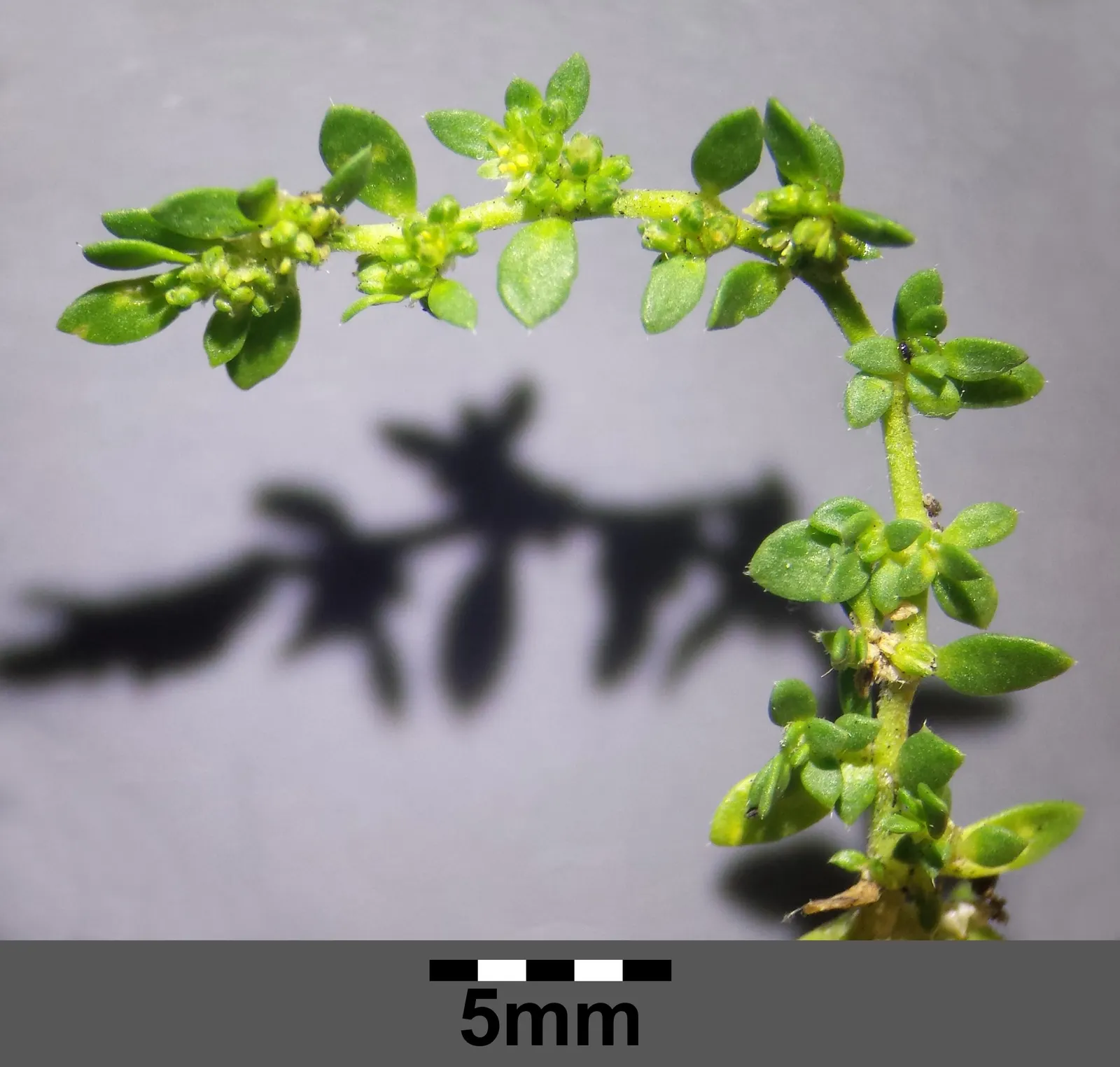 Green Carpet (Herniaria Glabra) — this drought-resistant plant prefers well-drained soils and is hardy in USDA zones 6-9; thriving in full sun to, image 47