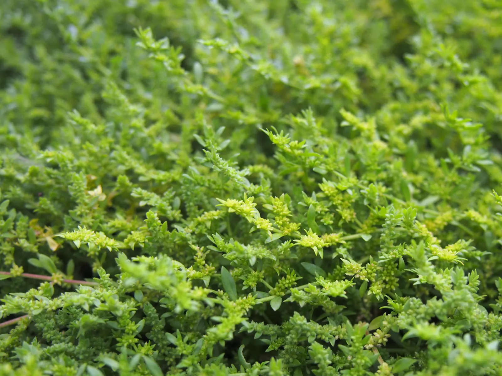 Green Carpet (Herniaria Glabra) — this drought-resistant plant prefers well-drained soils and is hardy in USDA zones 6-9; thriving in full sun to, image 39