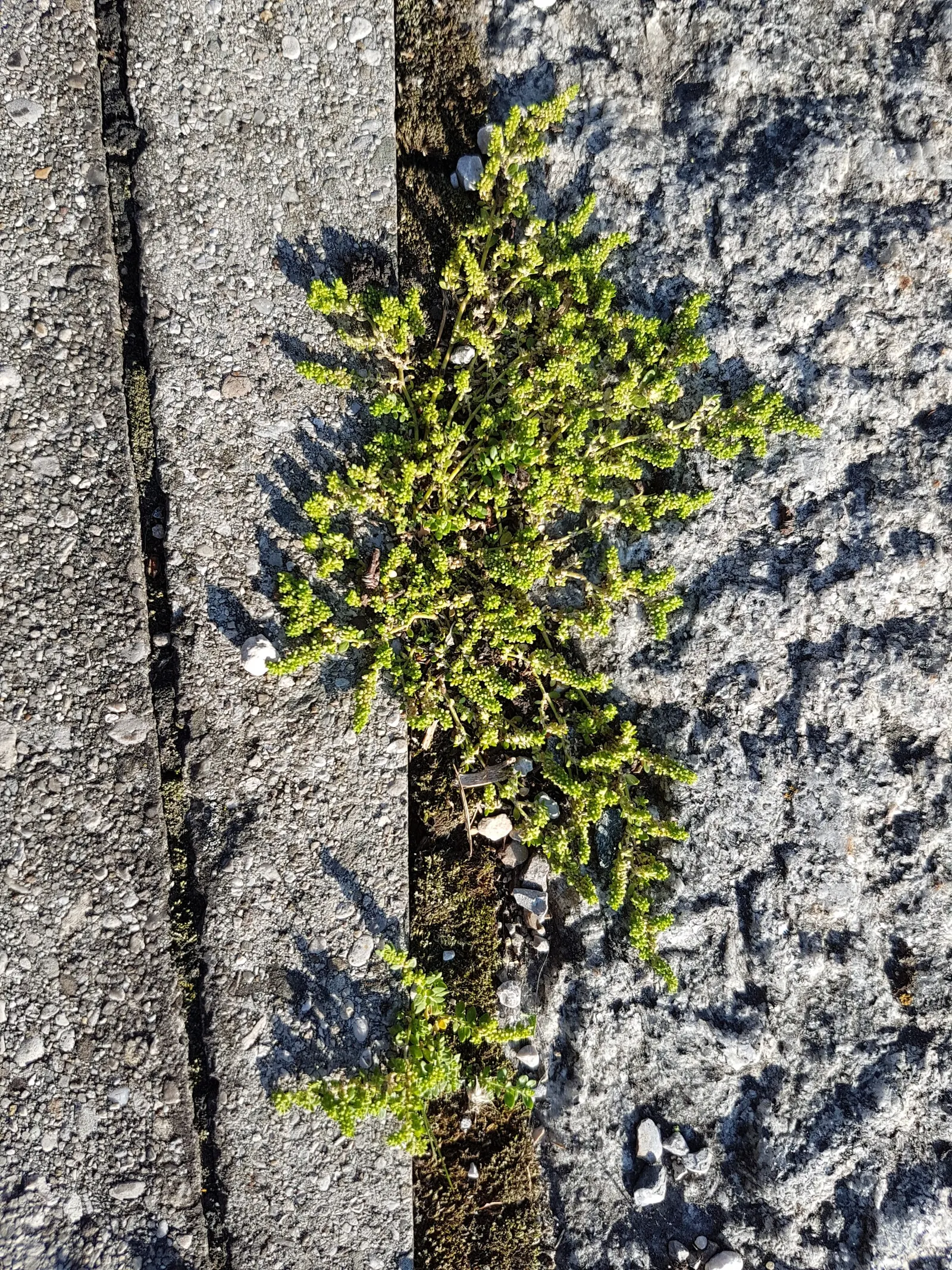 Green Carpet (Herniaria Glabra) — green leaves that create a smooth lawn-like appearance; green Carpet (Herniaria glabra) is a robust, image 100