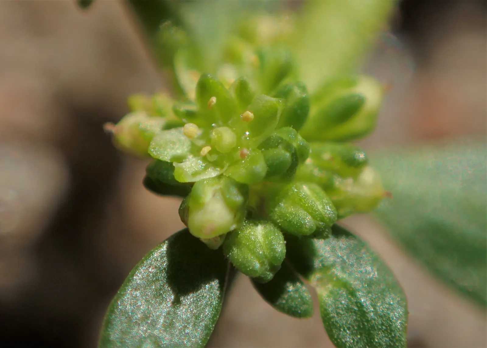 Green Carpet (Herniaria Glabra) — this drought-resistant plant prefers well-drained soils and is hardy in USDA zones 6-9; thriving in full sun to, image 71