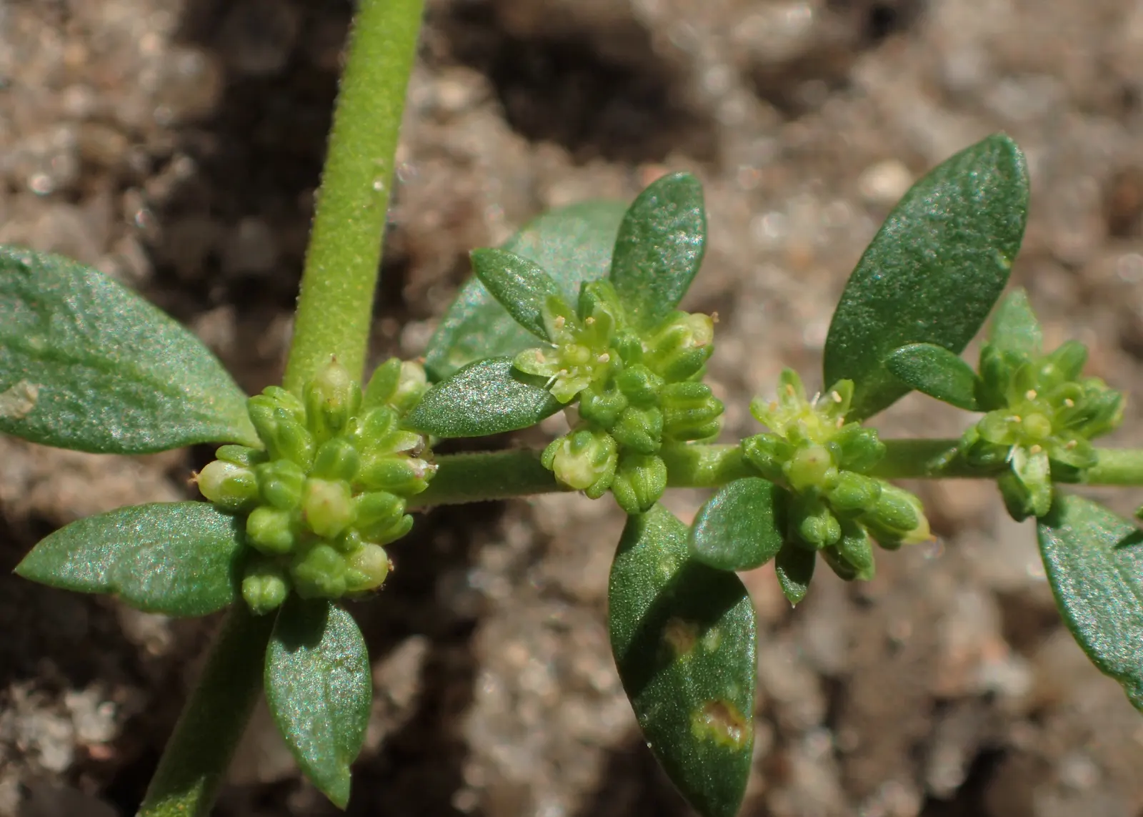 Green Carpet (Herniaria Glabra) — Tolerant to heavy foot traffic, it's ideal for walkways or garden borders; ground cover / perennial for full or, image 61