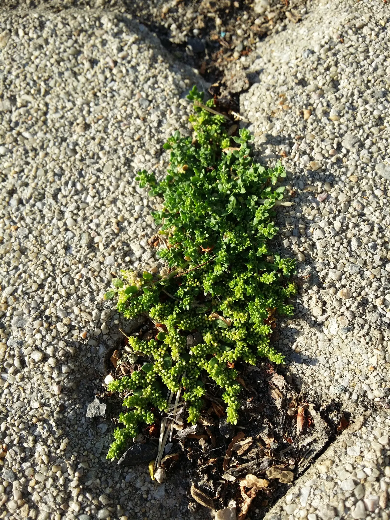 Green Carpet (Herniaria Glabra) — ground cover / perennial for full or half; tolerant to heavy foot traffic, it's ideal for walkways or garden, image 72