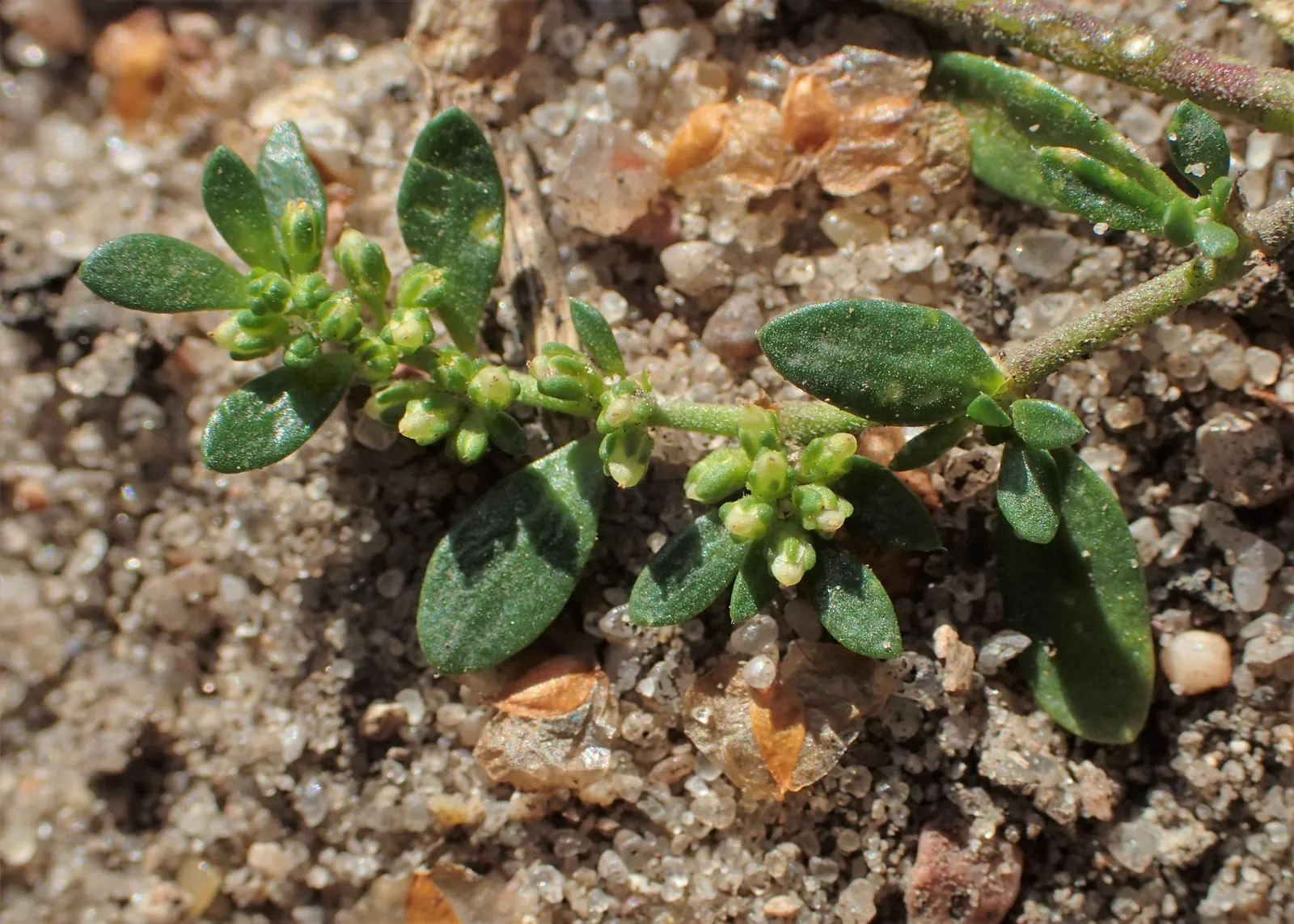 Green Carpet (Herniaria Glabra) — this drought-resistant plant prefers well-drained soils and is hardy in USDA zones 6-9; thriving in full sun to, image 63