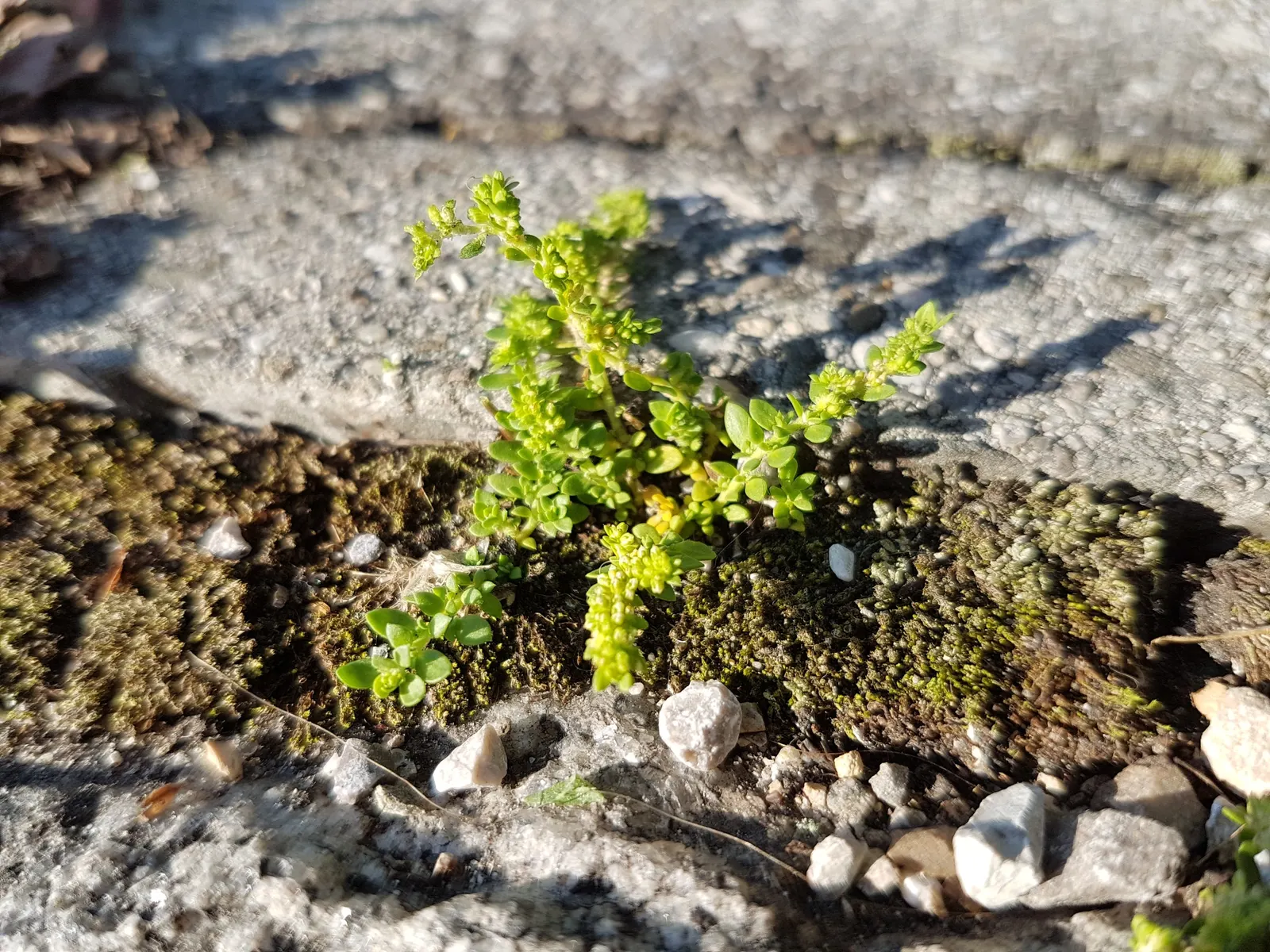 Green Carpet (Herniaria Glabra) — Tolerant to heavy foot traffic, it's ideal for walkways or garden borders; ground cover / perennial for full or, image 101