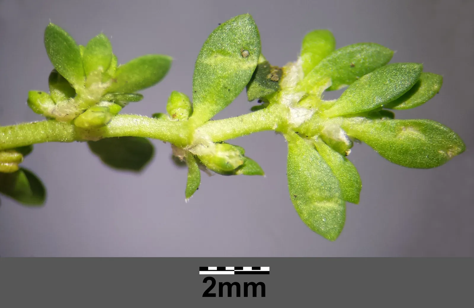 Green Carpet (Herniaria Glabra) — reaching heights of 2-3 inches; low-growing perennial ground cover, image 51