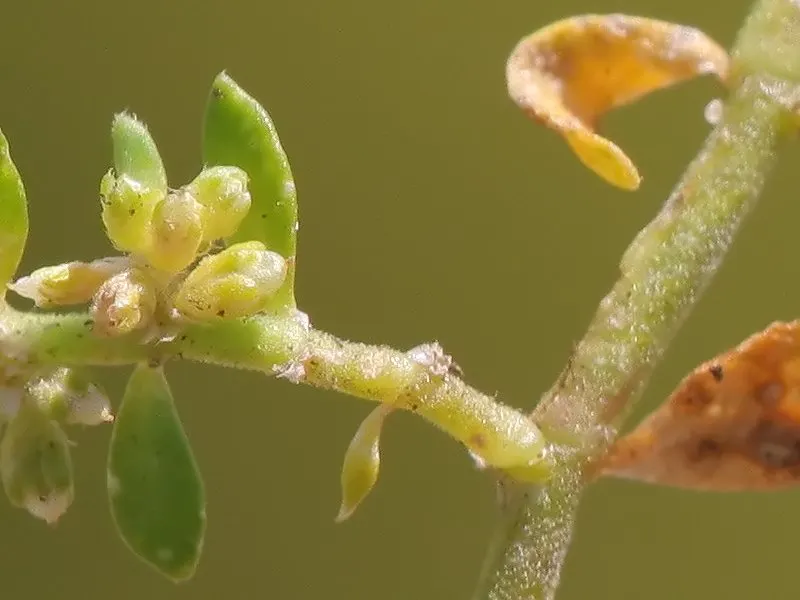 Green Carpet (Herniaria Glabra) — green leaves that create a smooth lawn-like appearance; green Carpet (Herniaria glabra) is a robust, image 44