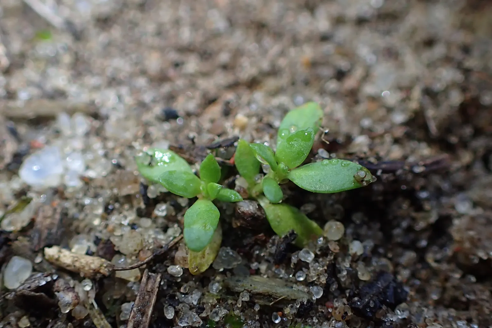 Green Carpet (Herniaria Glabra) — low-growing perennial ground cover; reaching heights of 2-3 inches, image 66