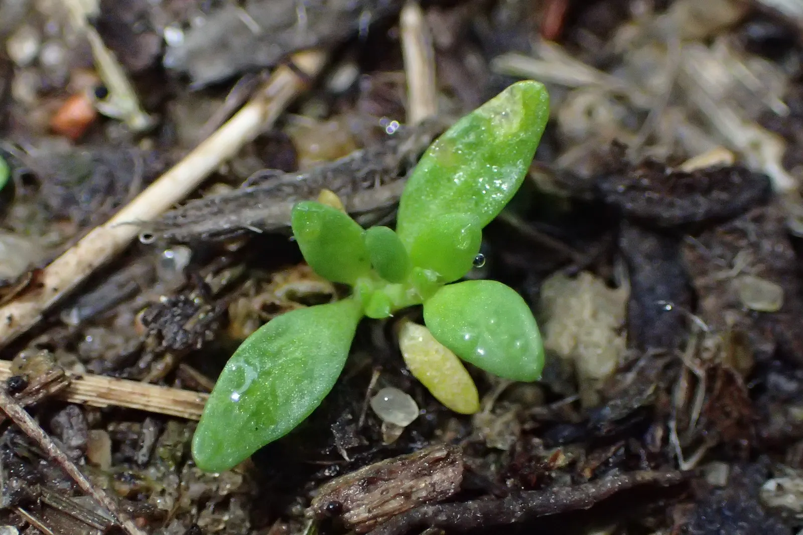 Green Carpet (Herniaria Glabra) — Green Carpet (Herniaria glabra) is a robust; green leaves that create a smooth lawn-like appearance, image 57