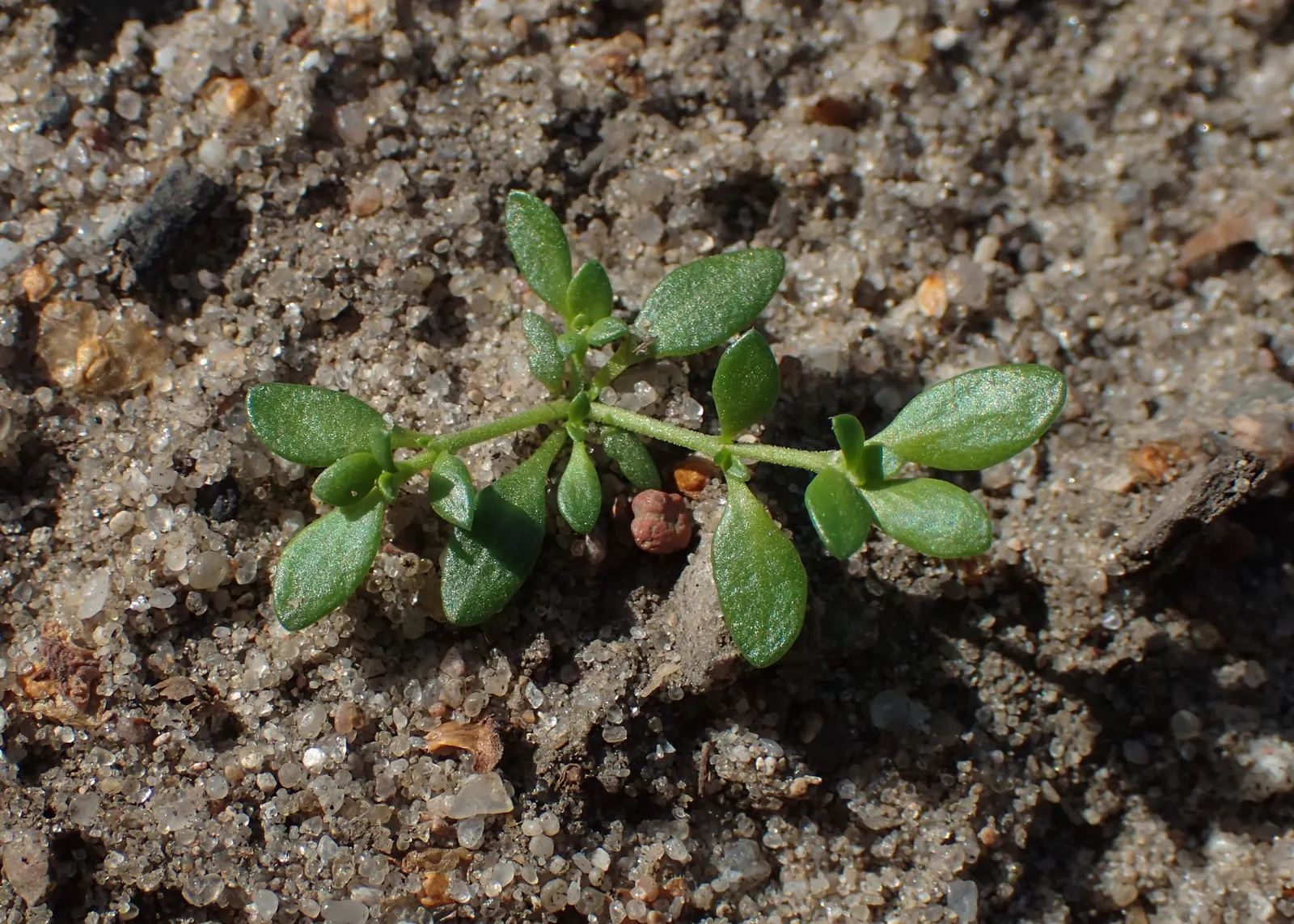 Green Carpet (Herniaria Glabra) — Thriving in full sun to part shade; this drought-resistant plant prefers well-drained soils and is hardy in USDA, image 46