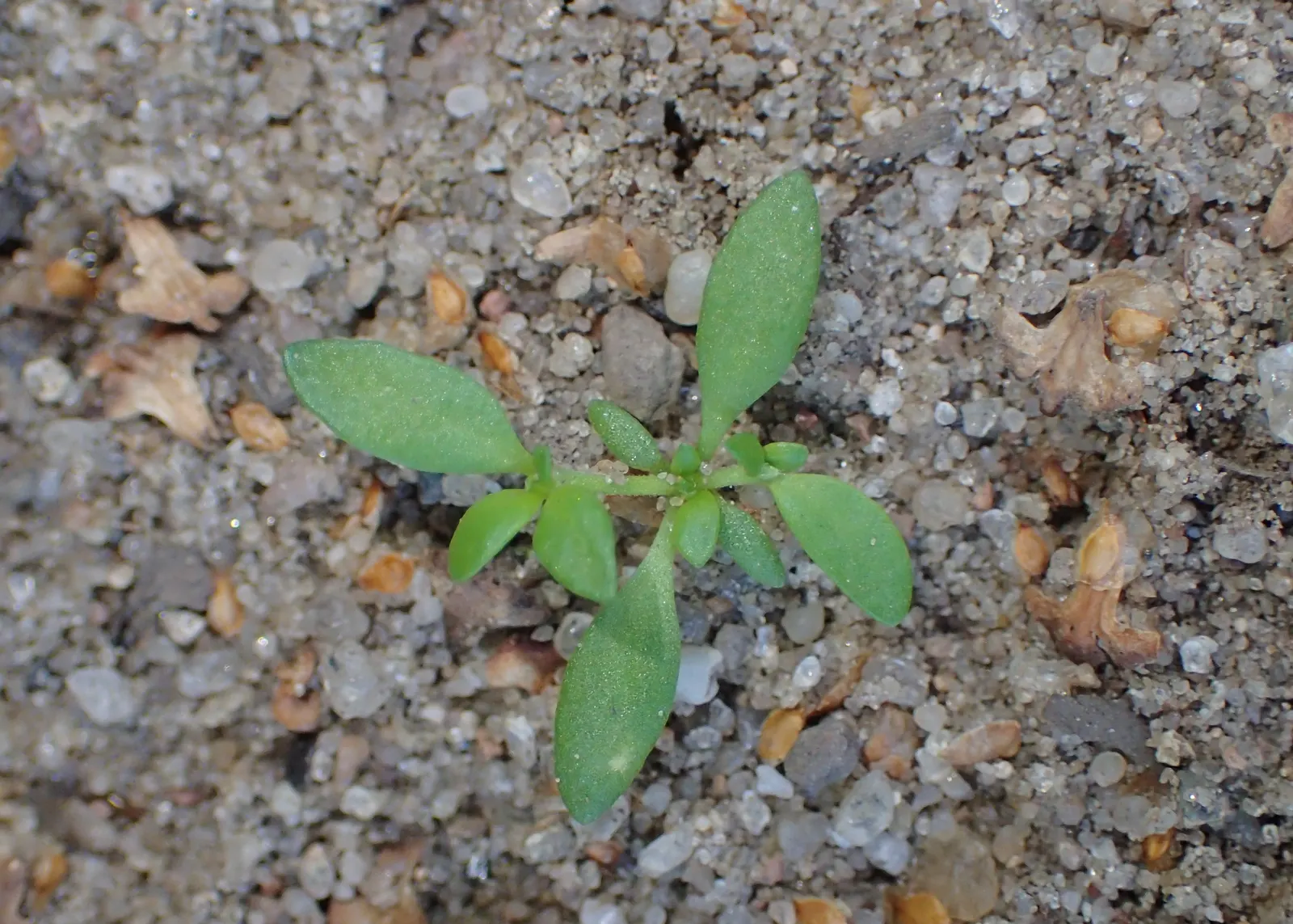 Green Carpet (Herniaria Glabra) — ground cover / perennial for full or half; tolerant to heavy foot traffic, it's ideal for walkways or garden, image 48