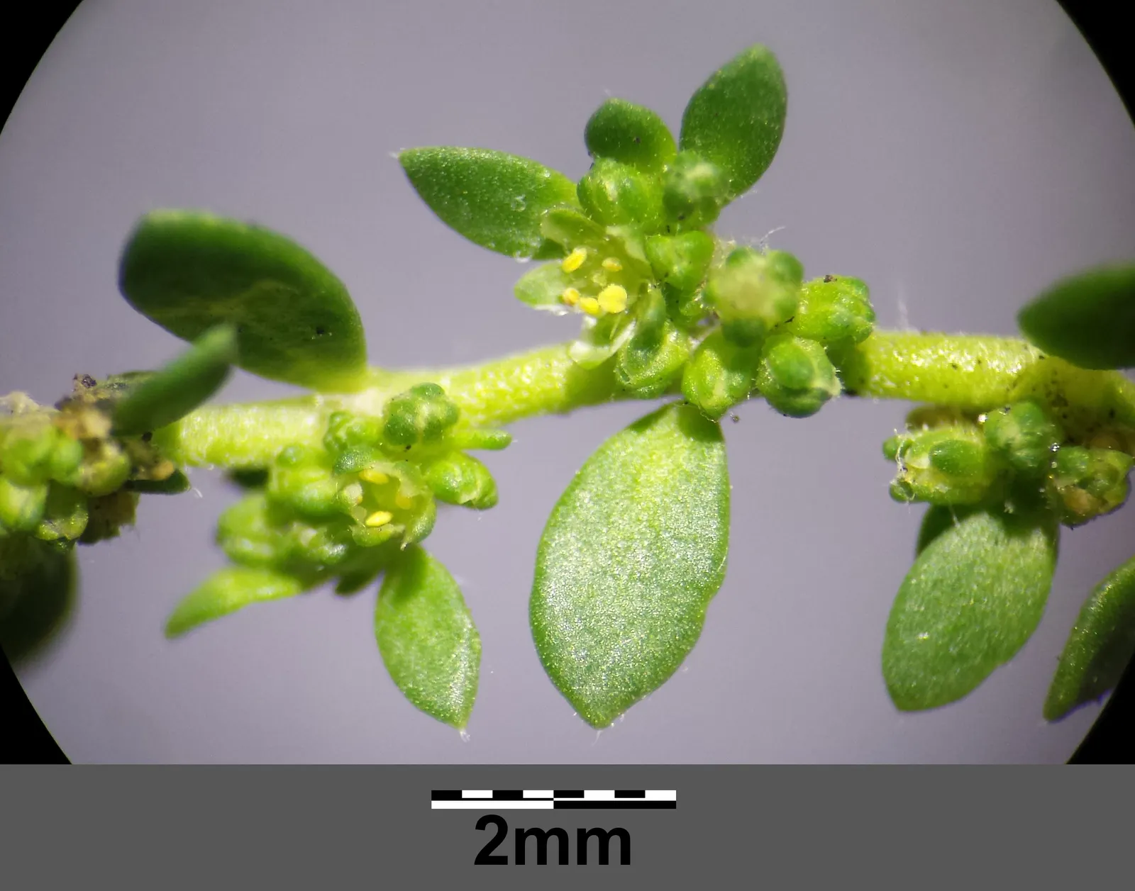 Green Carpet (Herniaria Glabra) — low-growing perennial ground cover; reaching heights of 2-3 inches, image 50