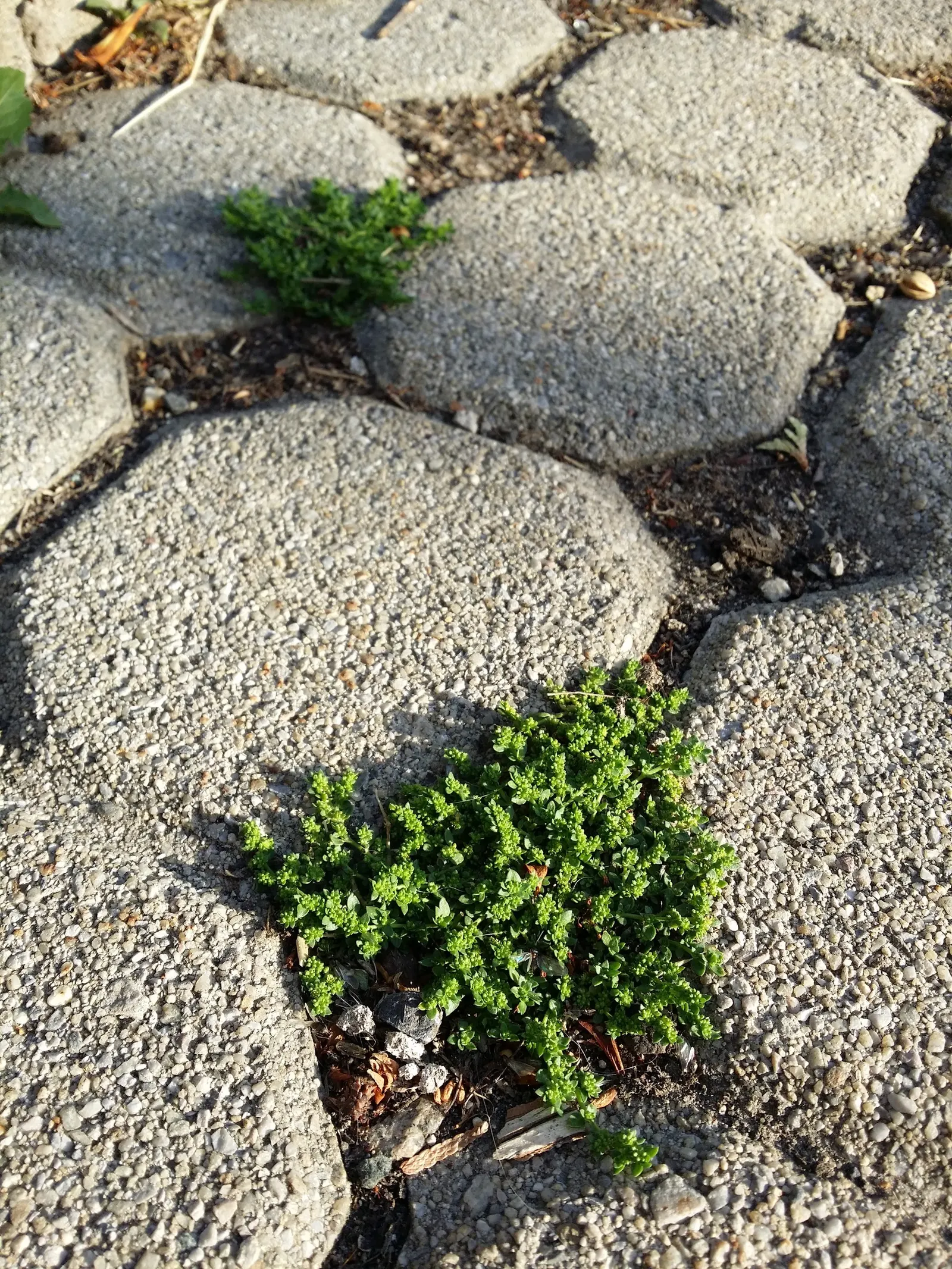 Green Carpet (Herniaria Glabra) — reaching heights of 2-3 inches; low-growing perennial ground cover, image 99