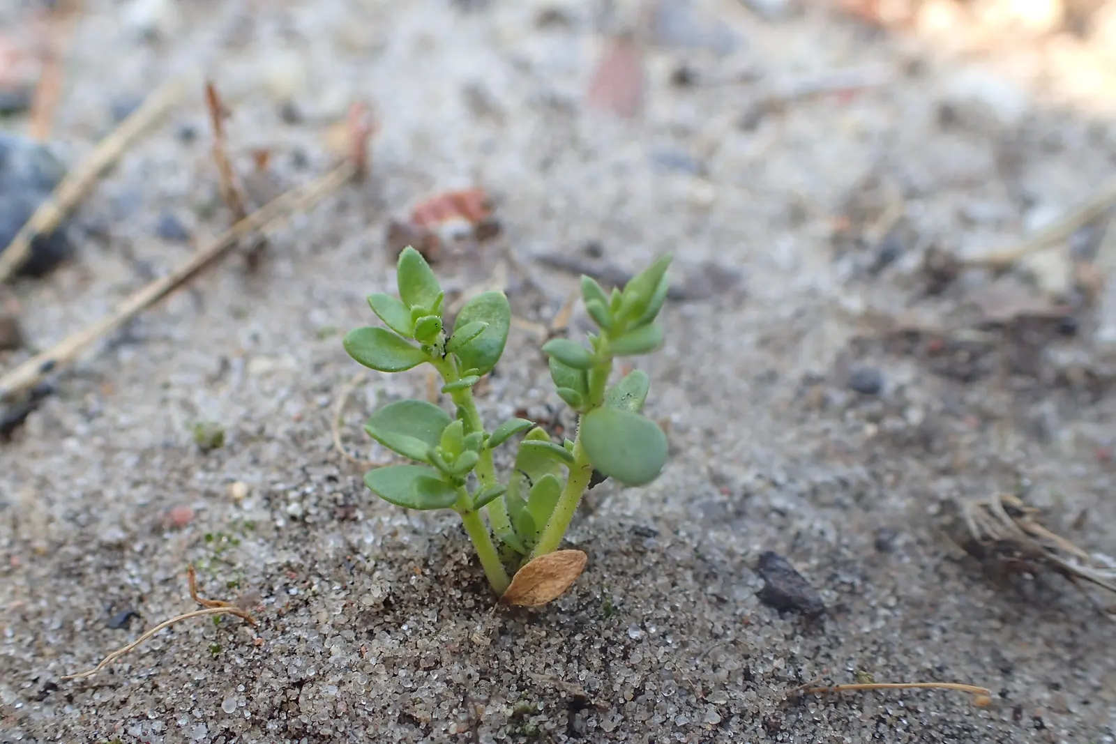 Green Carpet (Herniaria Glabra) — reaching heights of 2-3 inches; low-growing perennial ground cover, image 43