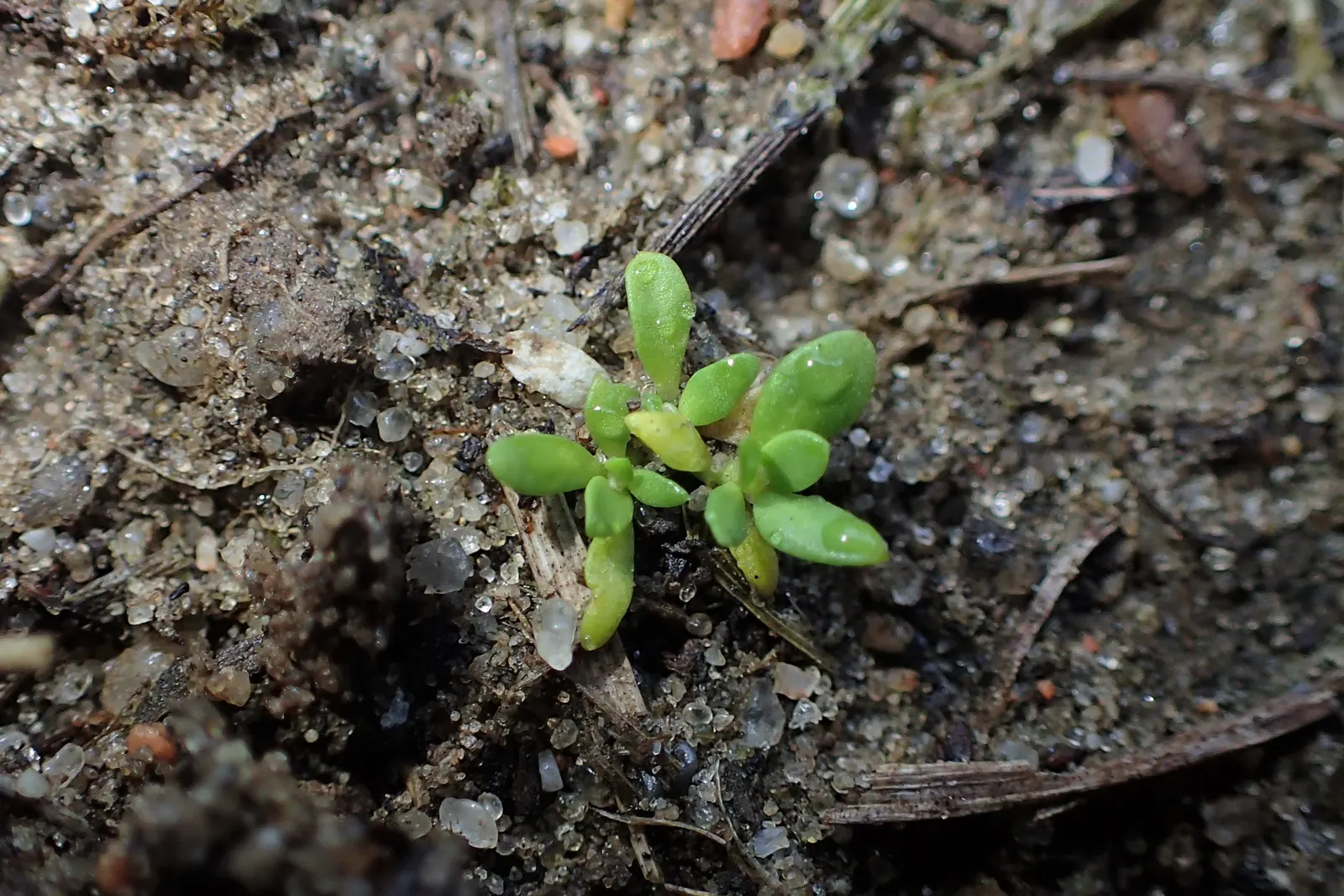 Green Carpet (Herniaria Glabra) — low-growing perennial ground cover; reaching heights of 2-3 inches, image 42