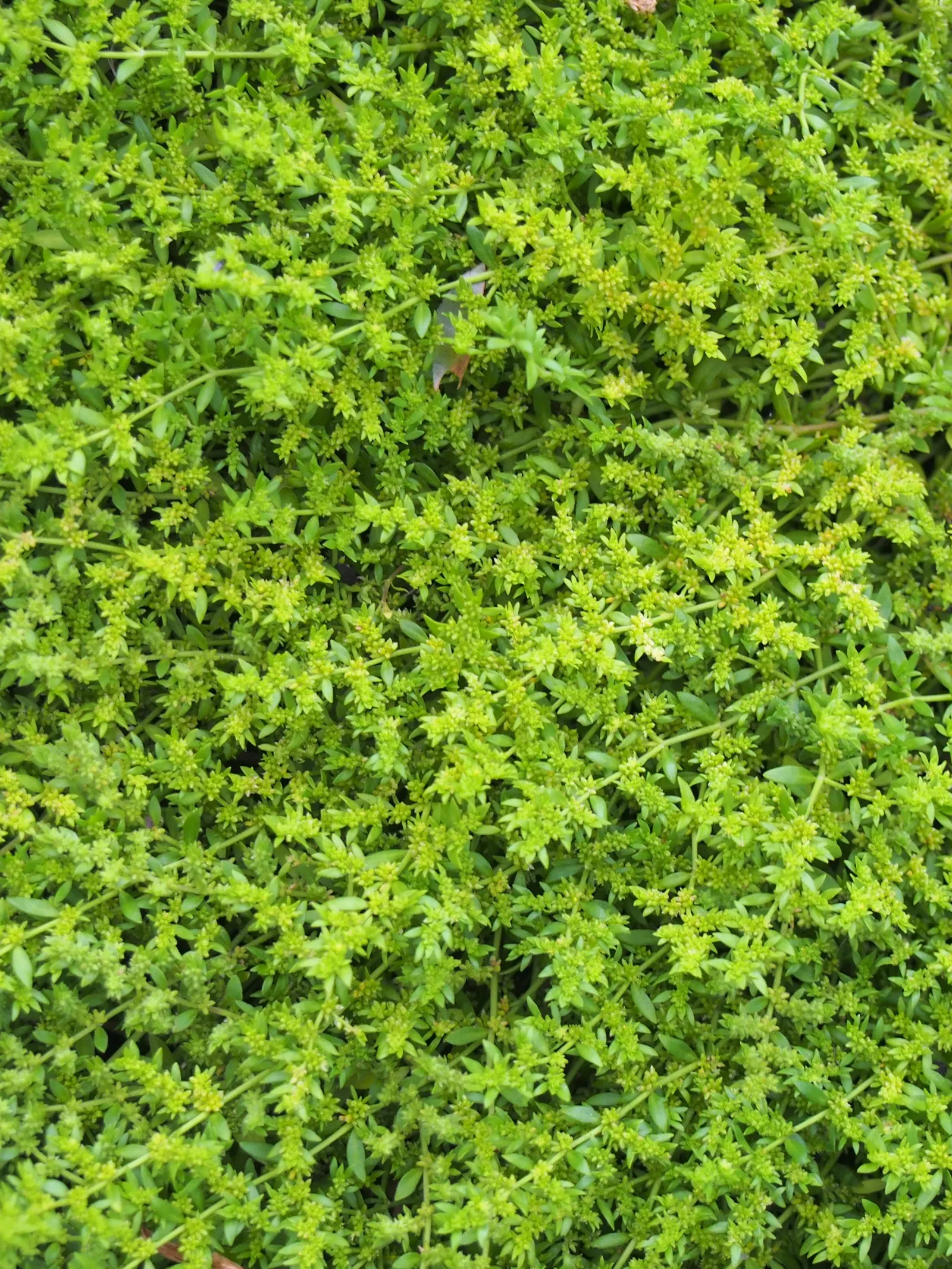 Green Carpet (Herniaria Glabra) — low-growing perennial ground cover; reaching heights of 2-3 inches, image 58