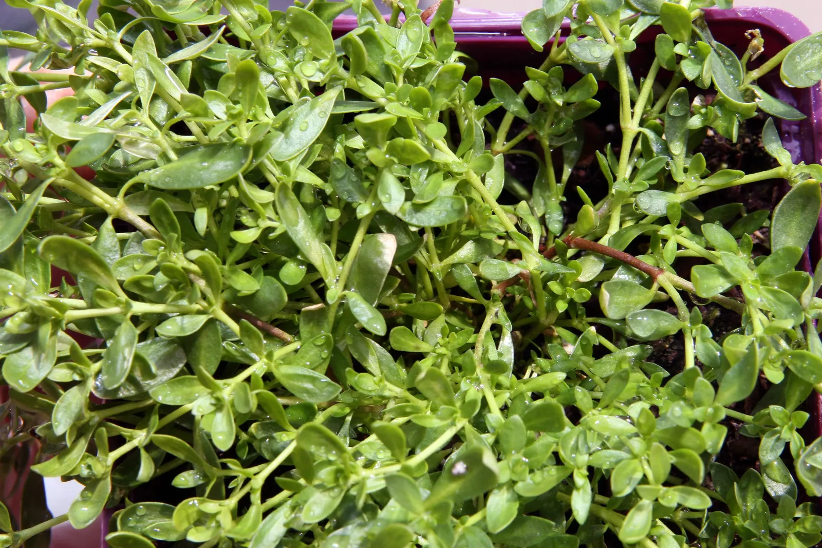 Green Carpet (Herniaria Glabra) — this drought-resistant plant prefers well-drained soils and is hardy in USDA zones 6-9; thriving in full sun to, image 55